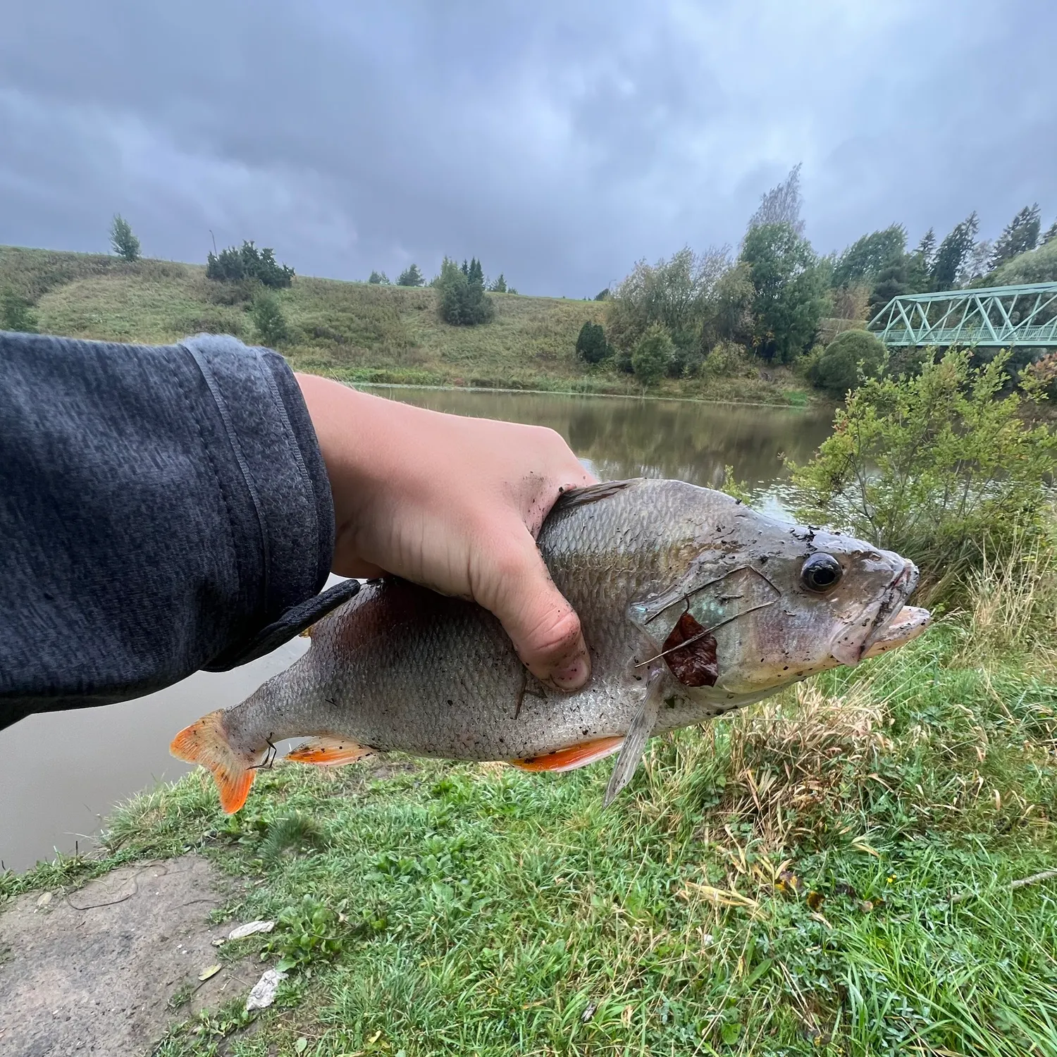 European perch caught on Fishbrain