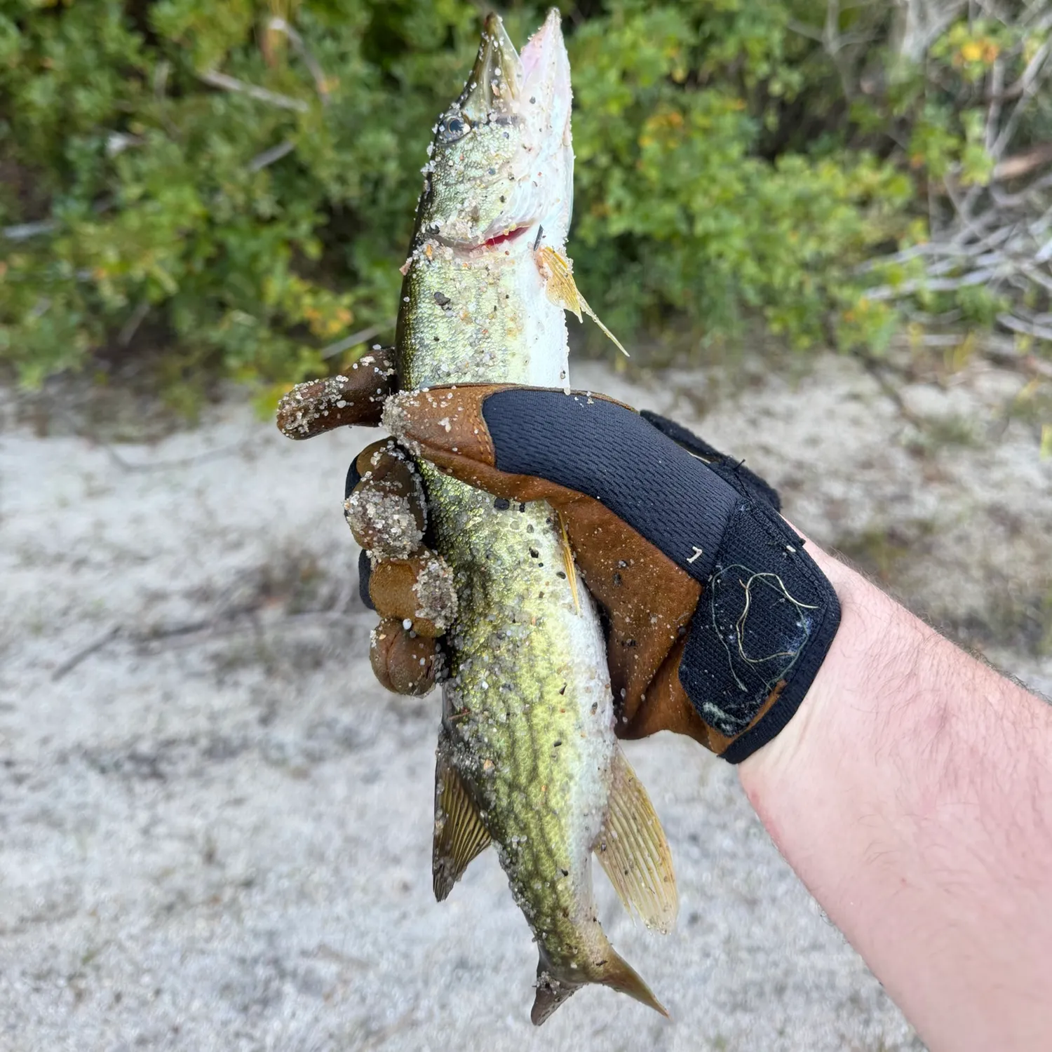 Chain pickerel caught on Fishbrain
