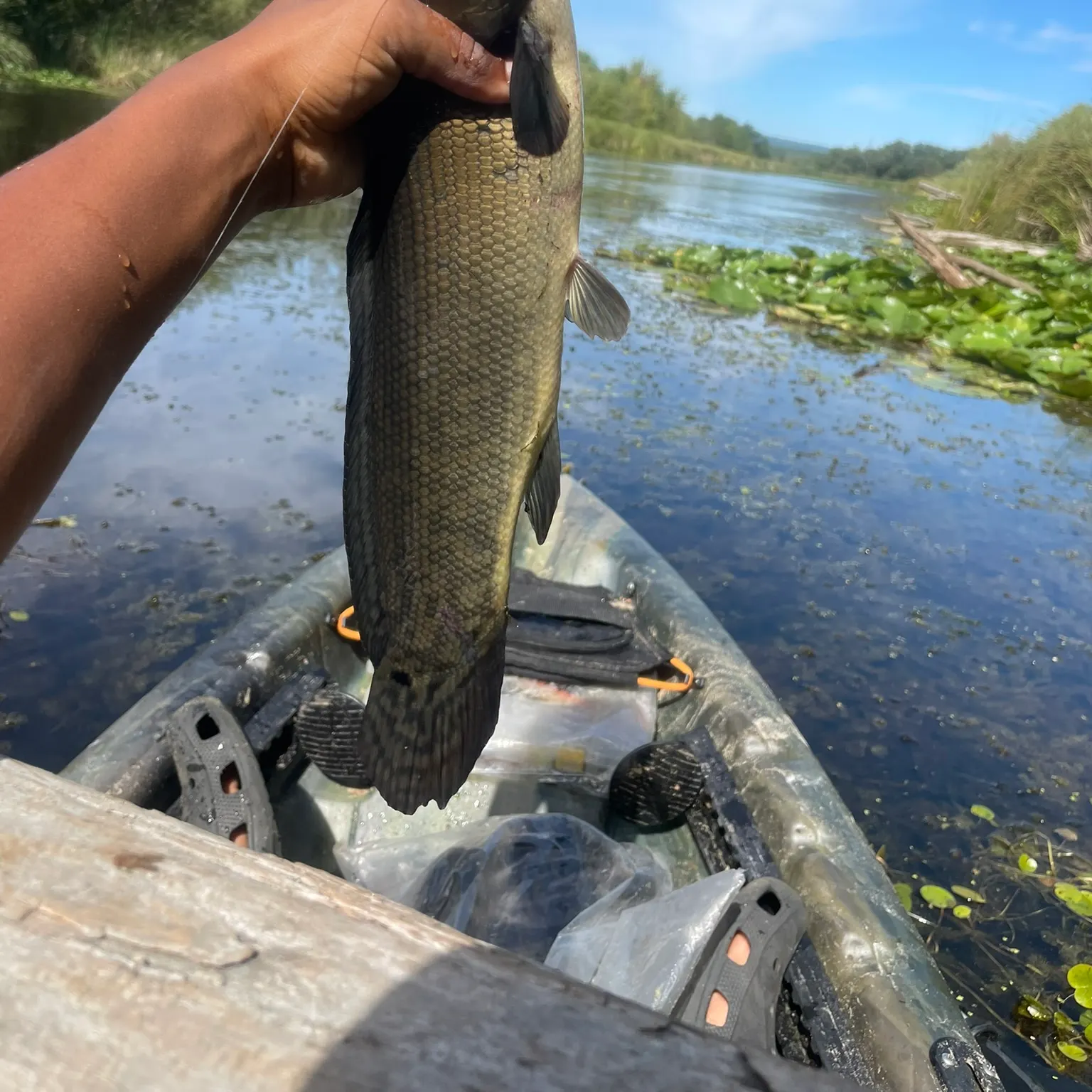 The most recent Eyetail bowfin catches on Fishbrain