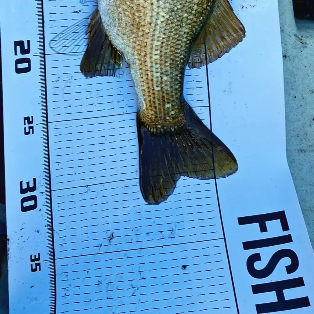 The most recent Estuary perch catches on Fishbrain