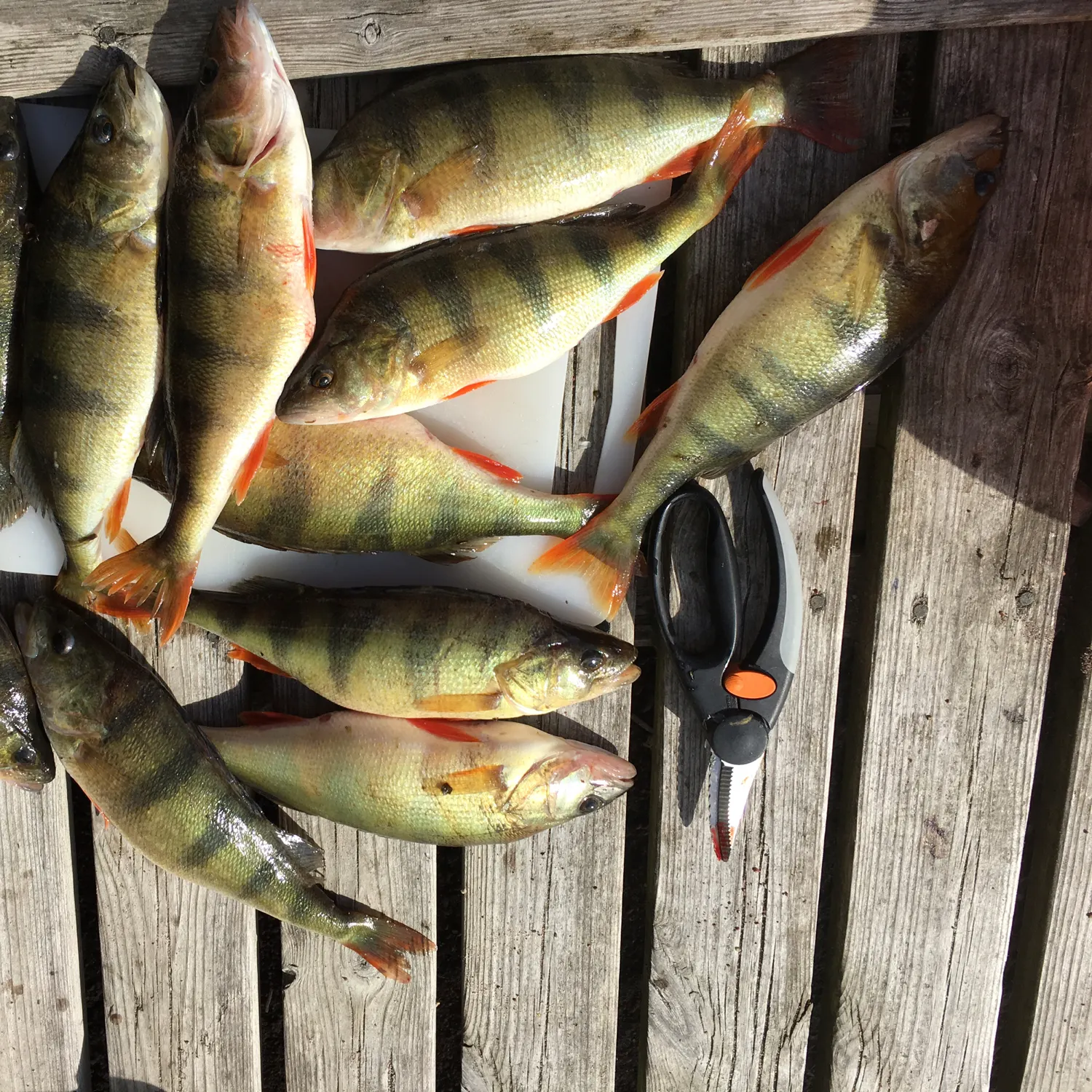 recently logged catches