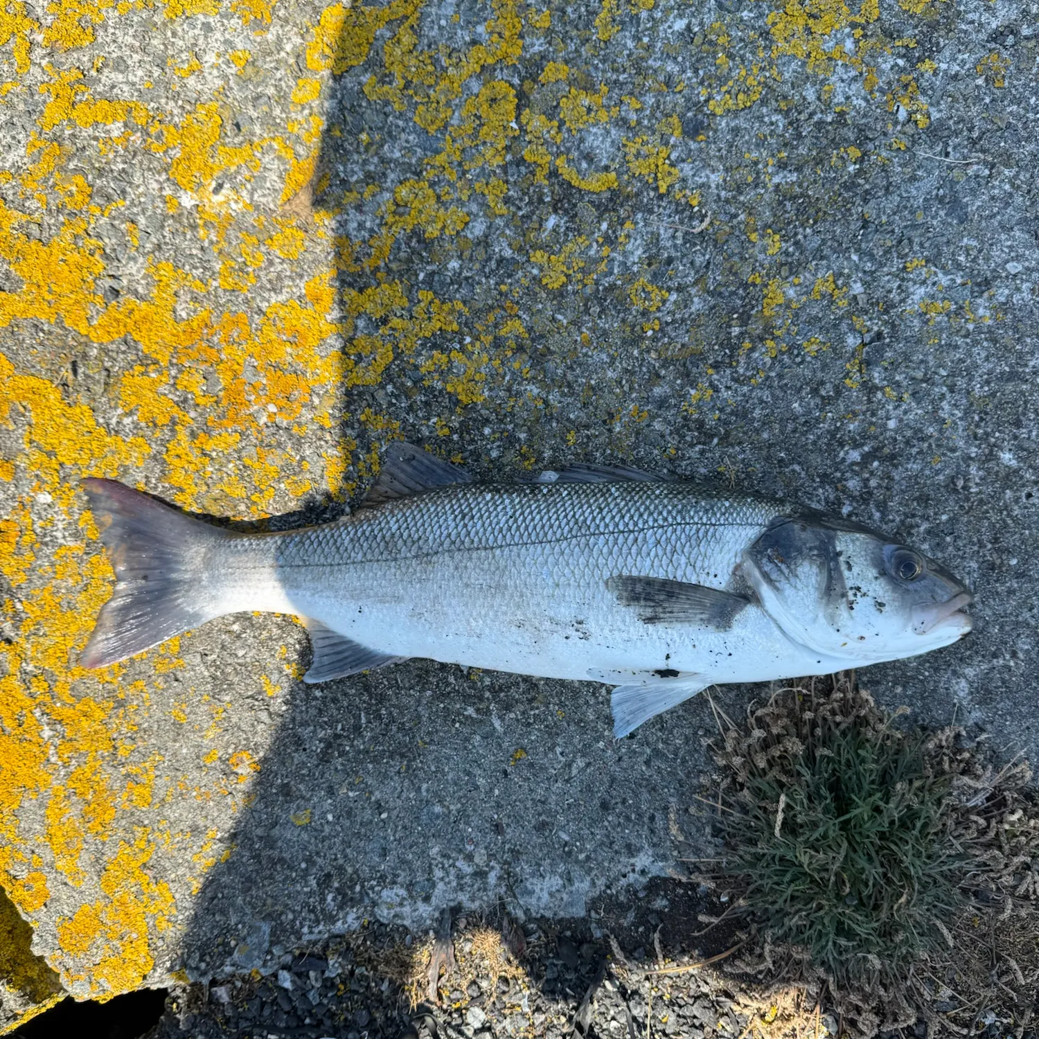 European seabass caught on Fishbrain