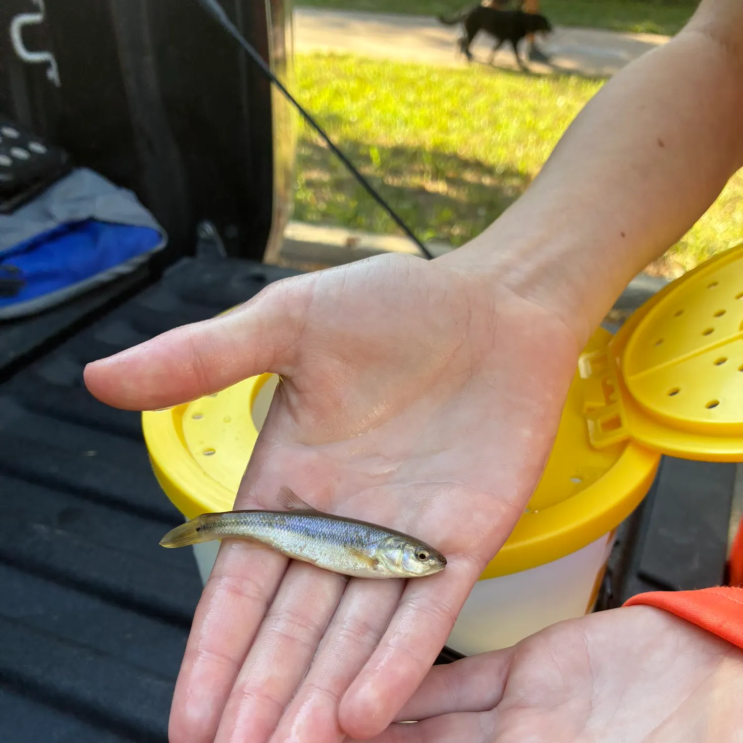 Creek chub caught on Fishbrain