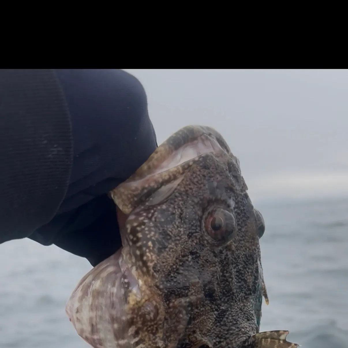 The most recent Shorthorn sculpin catches on Fishbrain