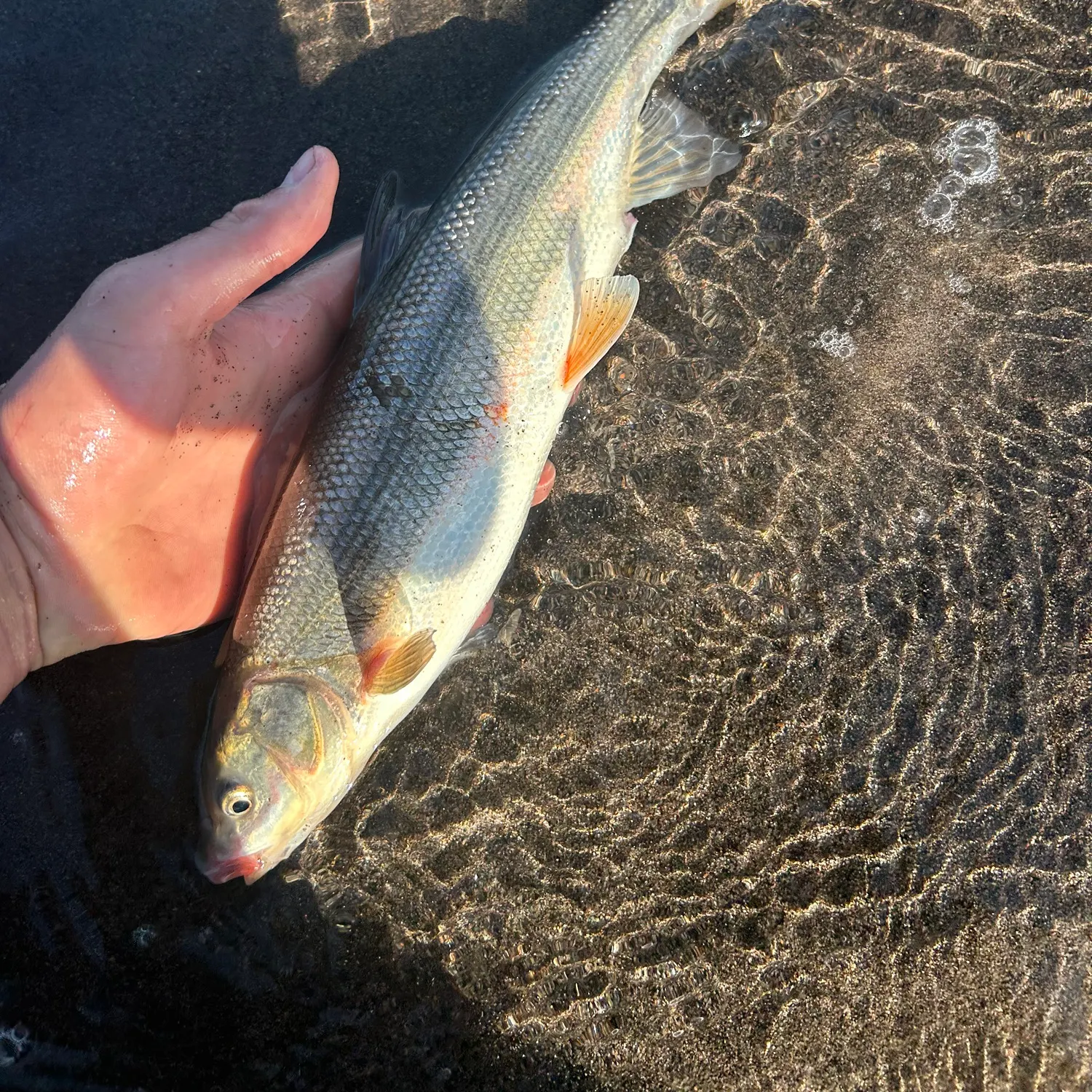 The most recent Peamouth catches on Fishbrain