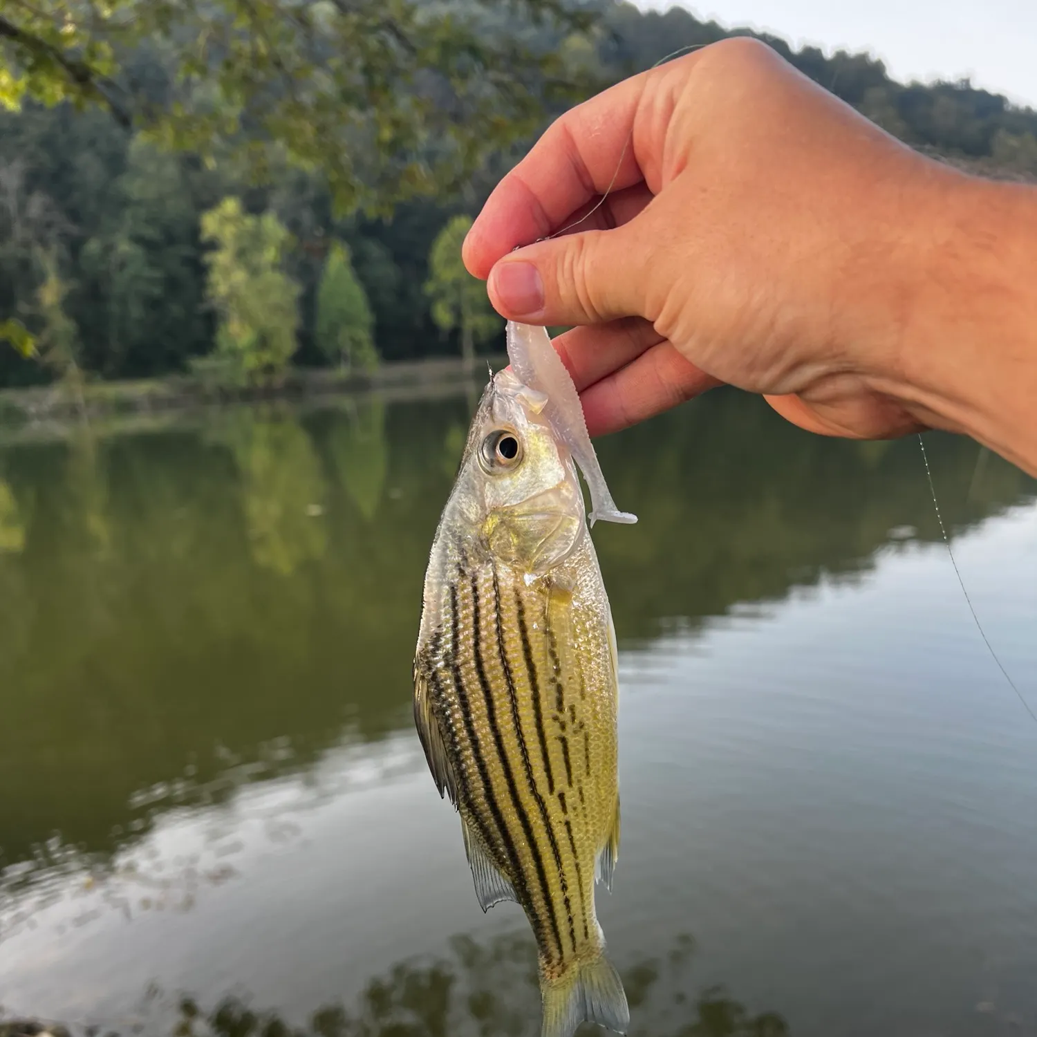 Yellow bass caught on Fishbrain