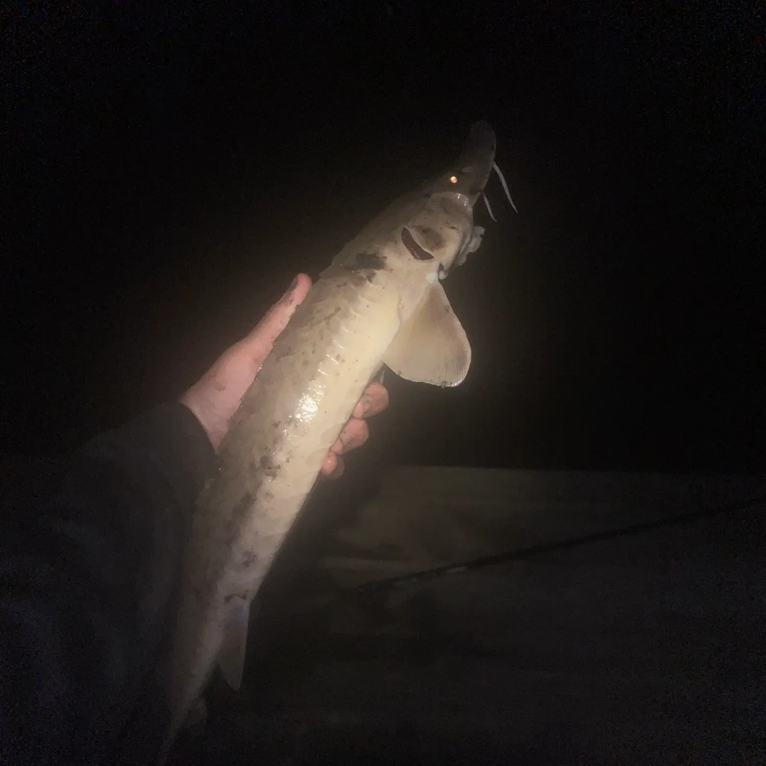 The most recent Shovelnose sturgeon catches on Fishbrain