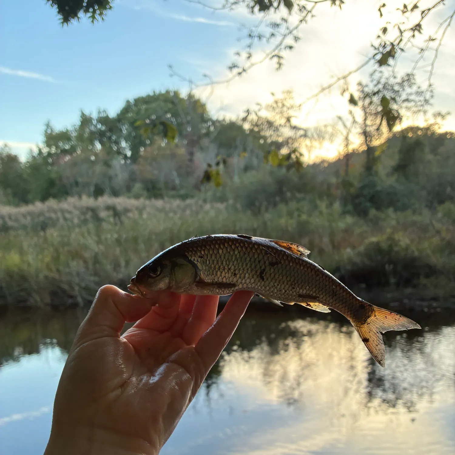 Fallfish caught on Fishbrain