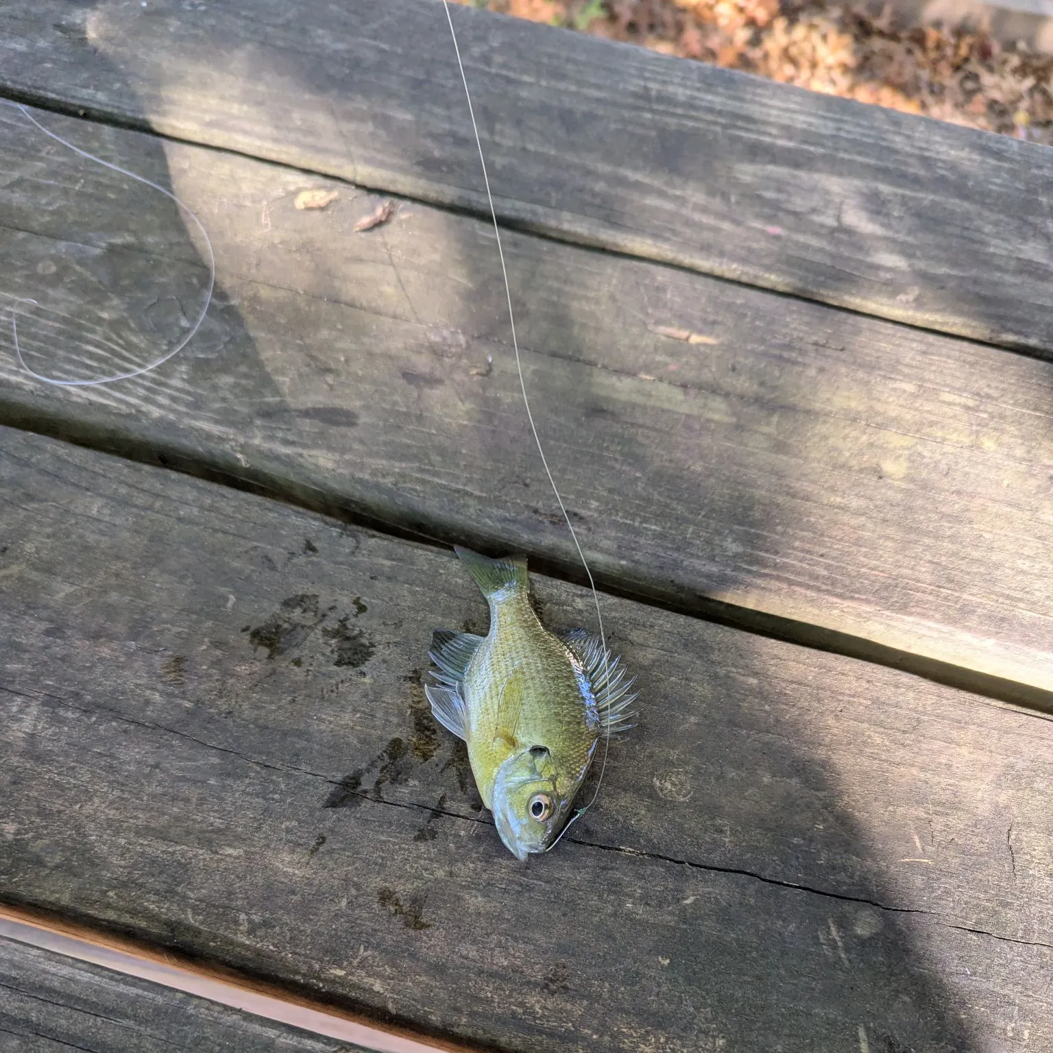 Bluegill caught on Fishbrain