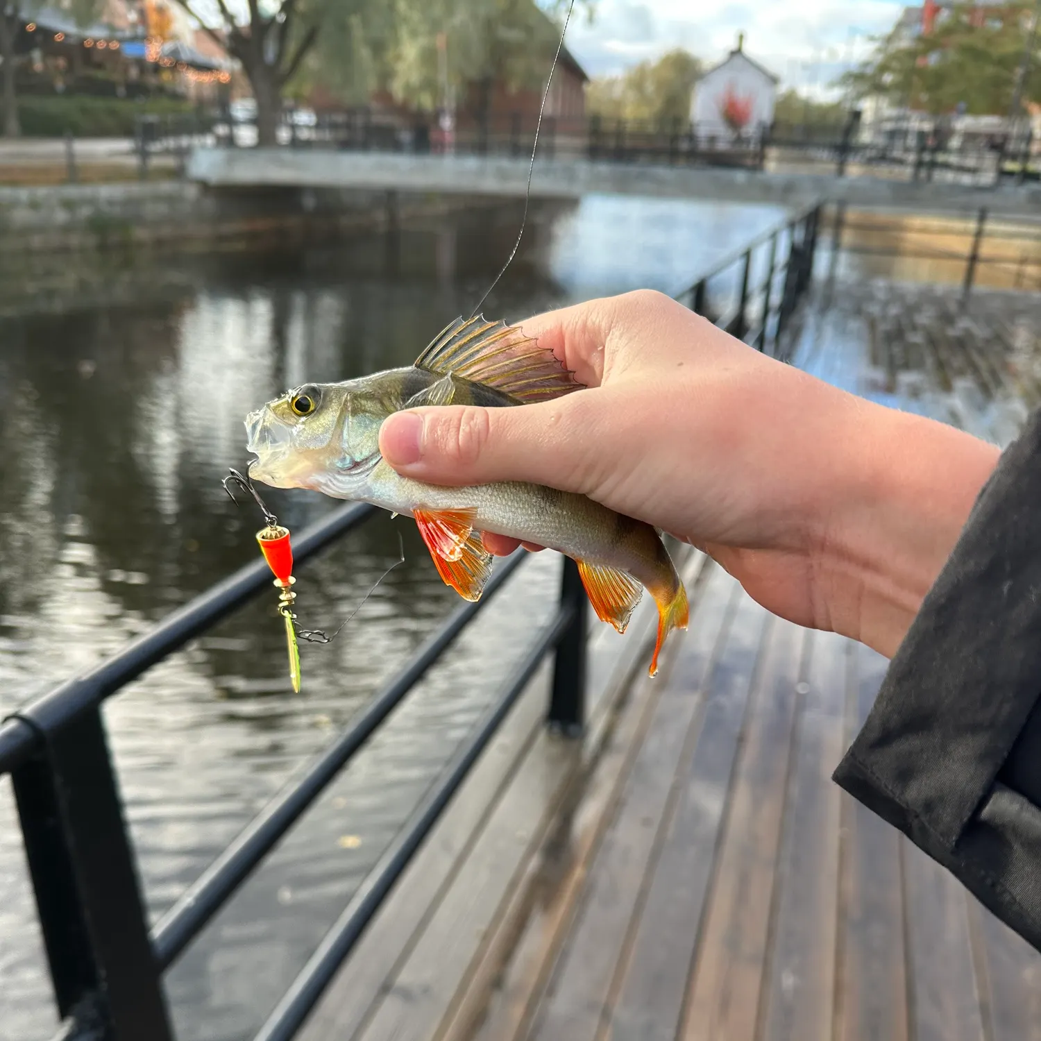 European perch caught on Fishbrain