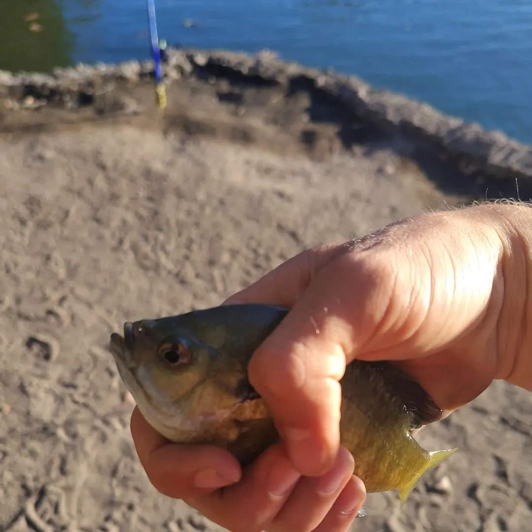Bluegill caught on Fishbrain