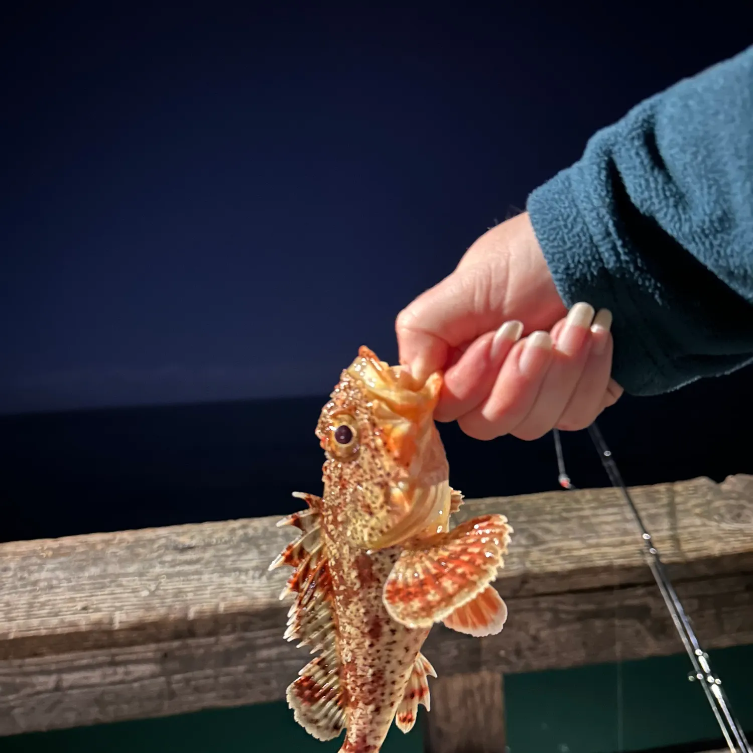 recently logged catches