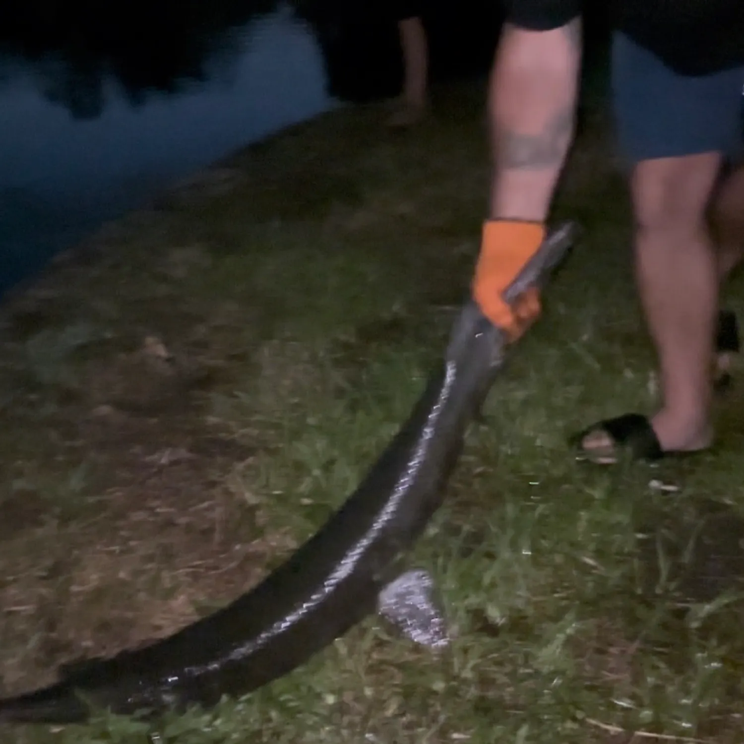 The most recent Alligator gar catches on Fishbrain