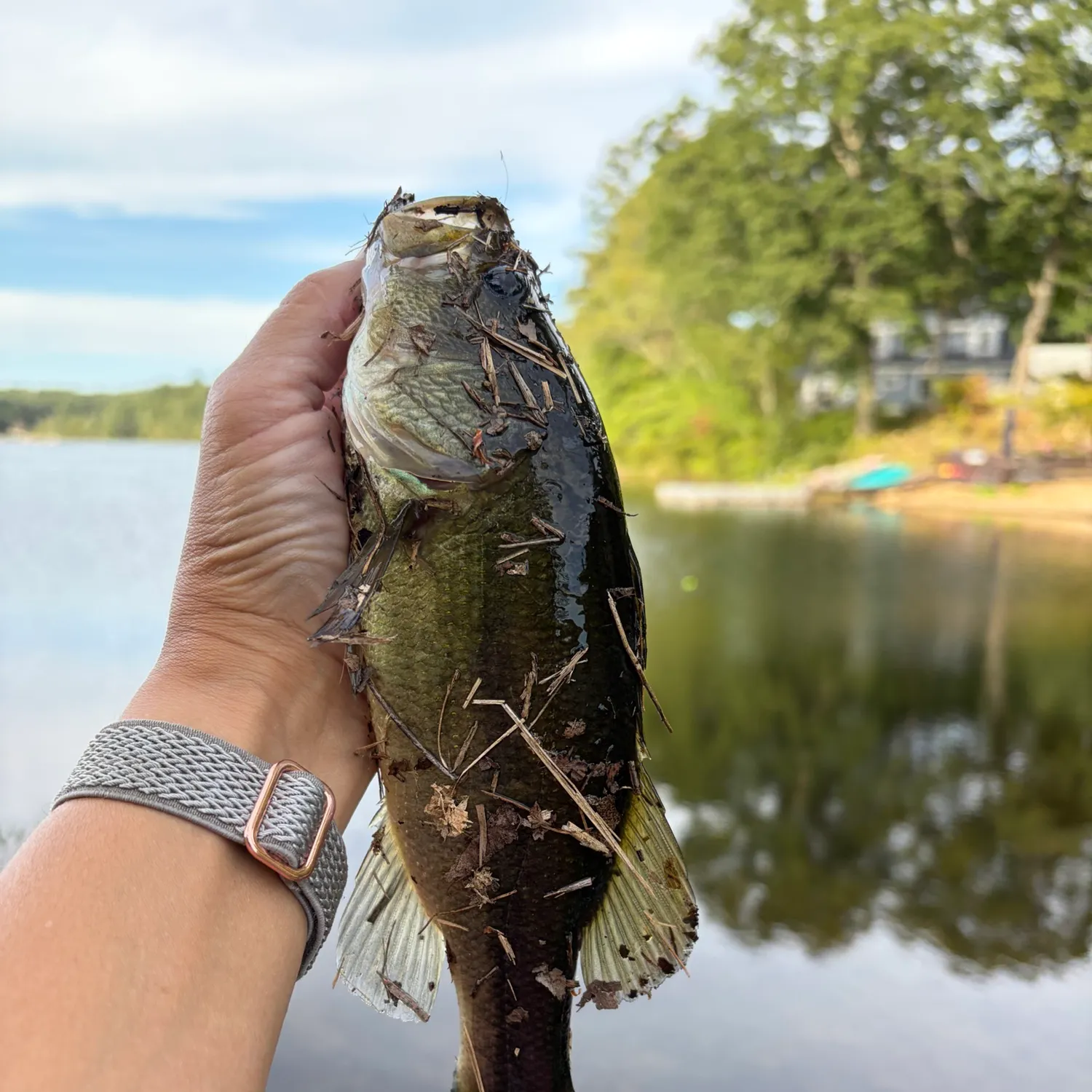 Smallmouth bass caught on Fishbrain