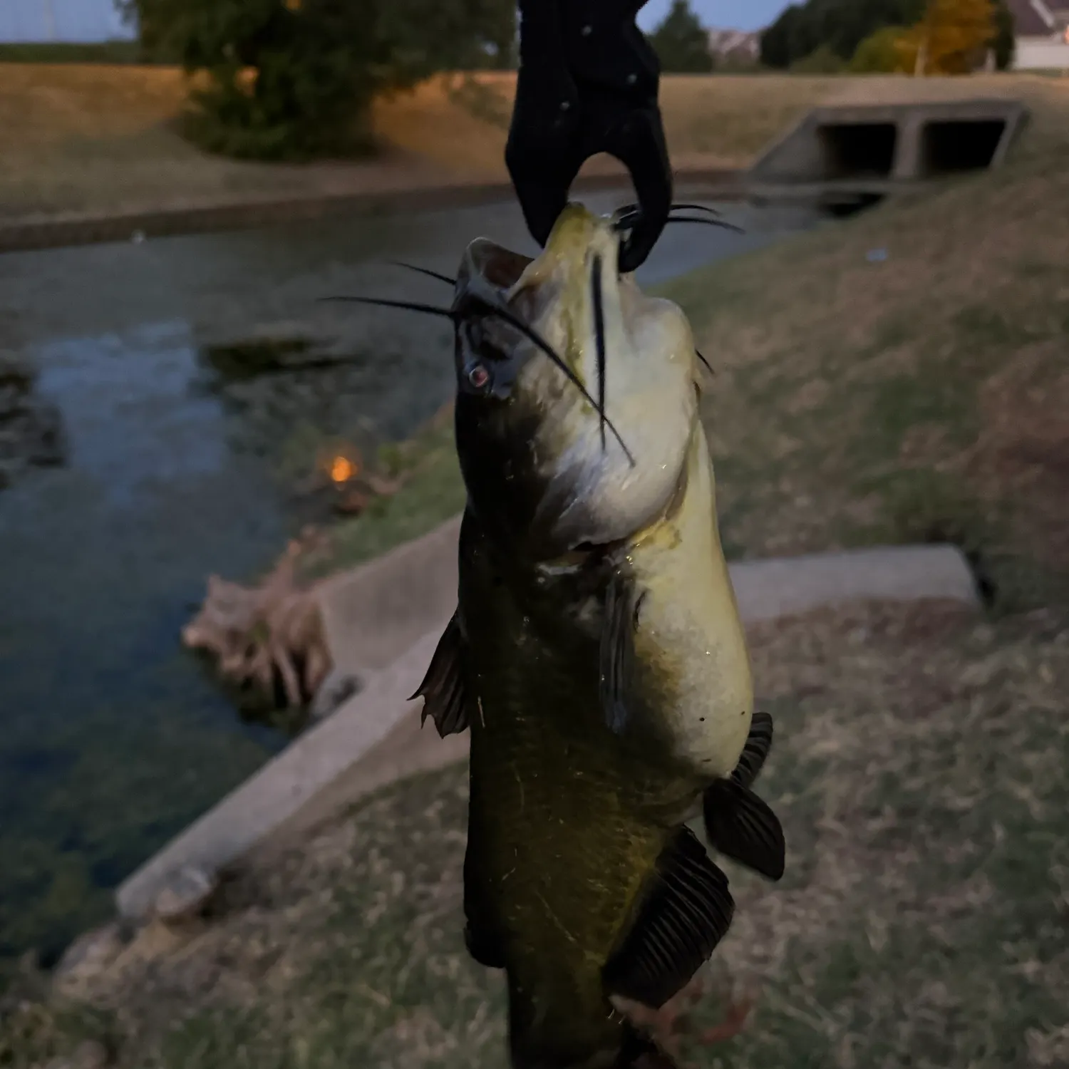 Black bullhead caught on Fishbrain