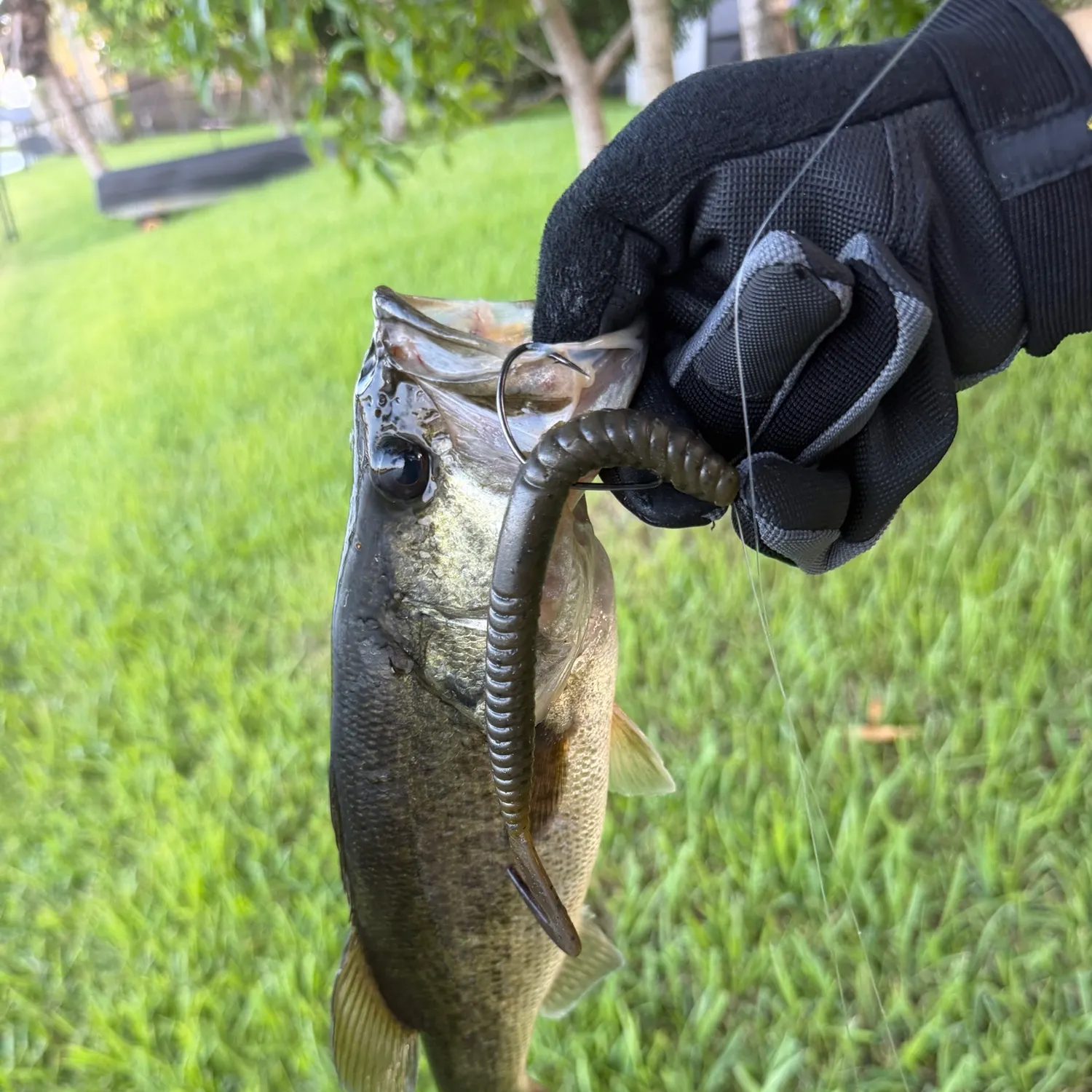 Florida bass caught on Fishbrain