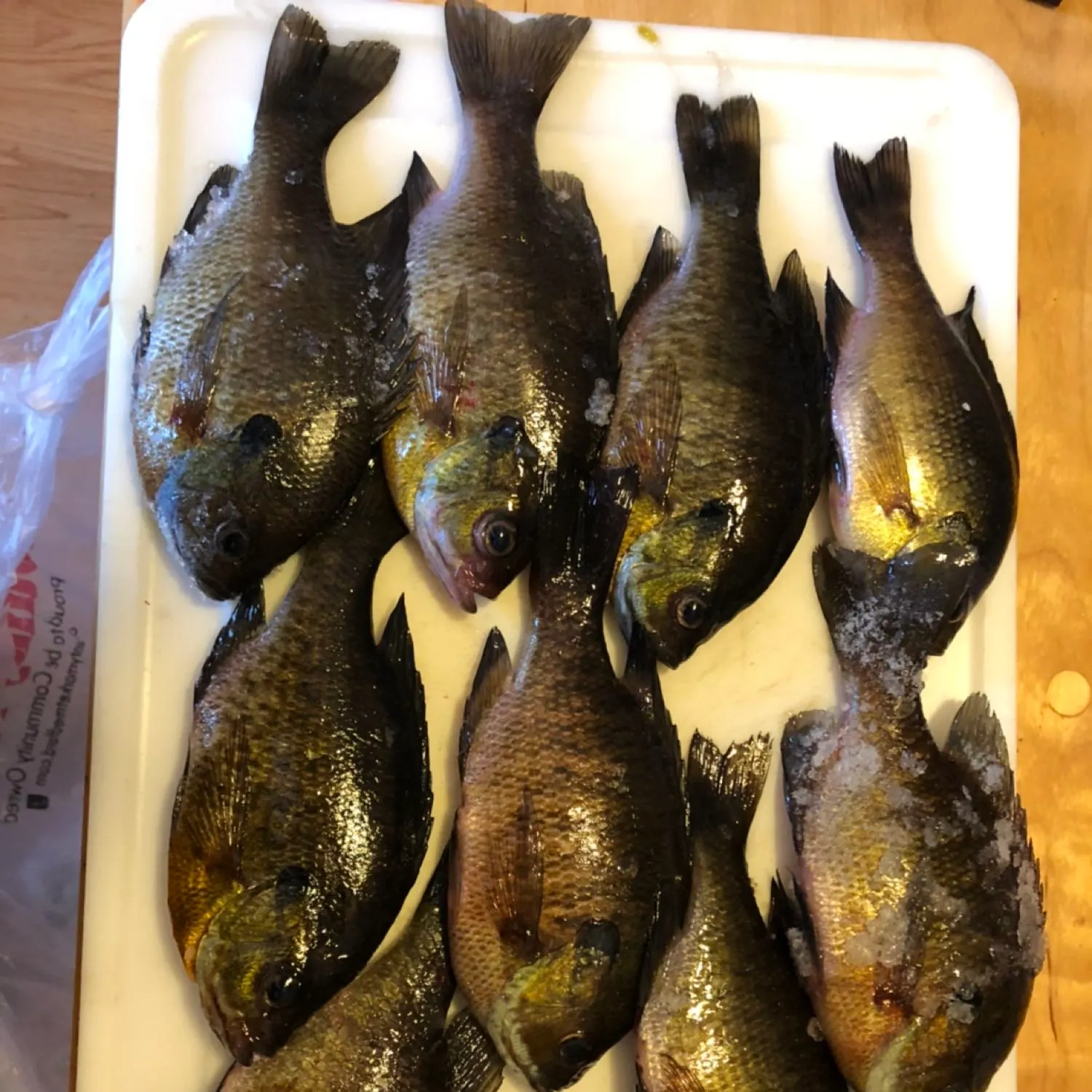 recently logged catches