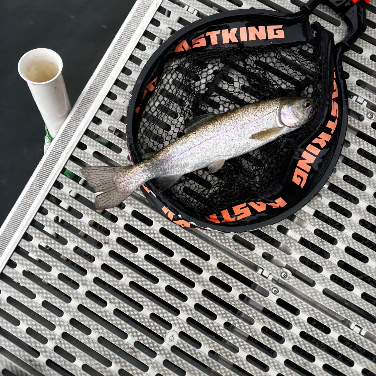 Rainbow trout caught on Fishbrain