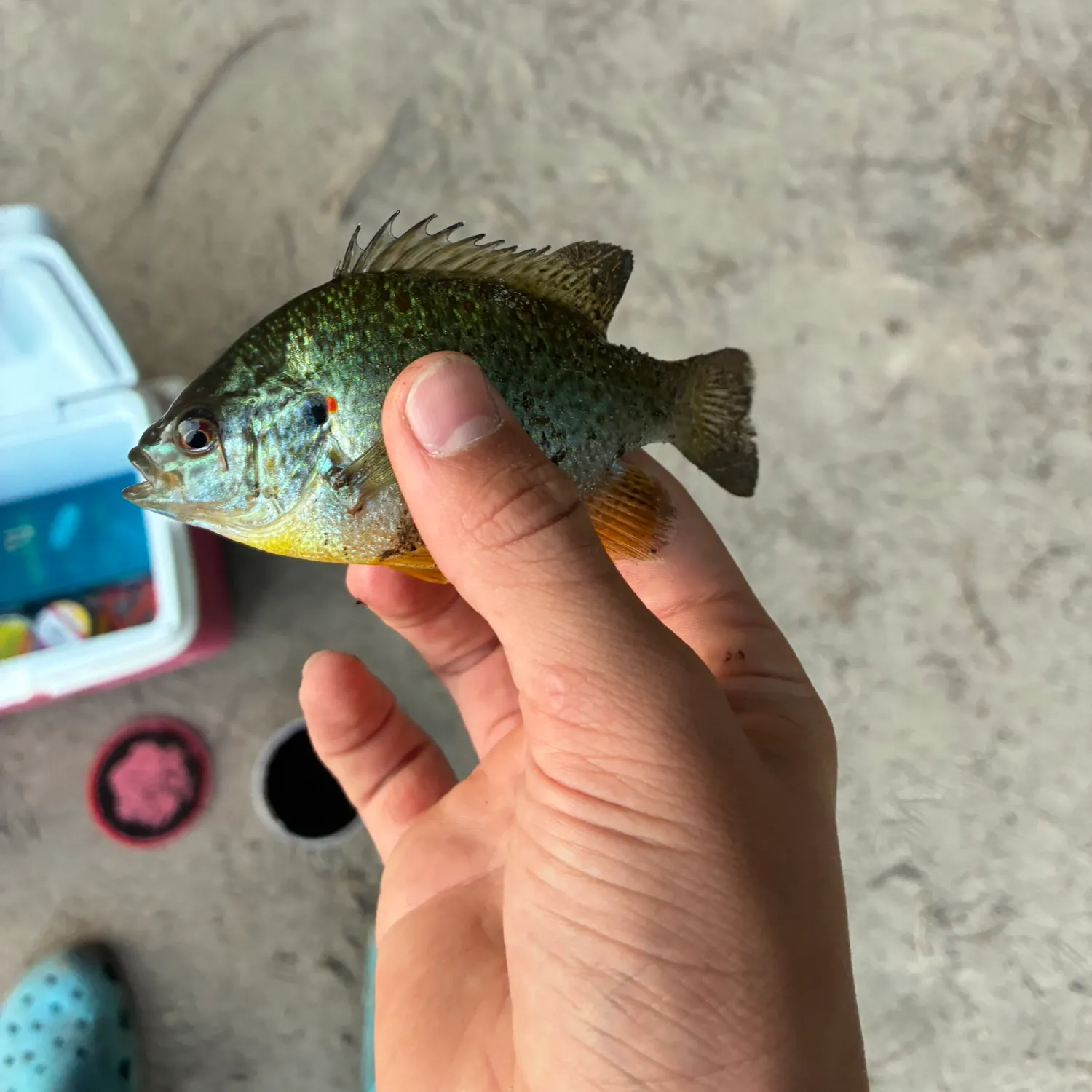 catch