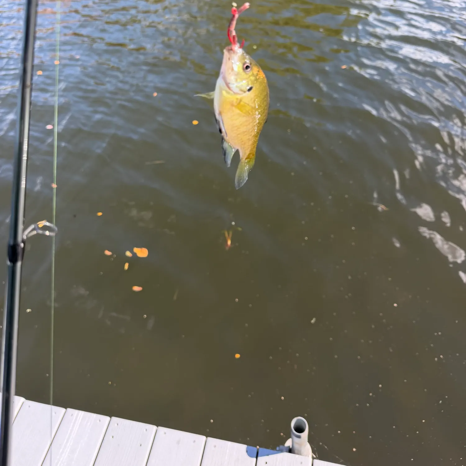 Bluegill caught on Fishbrain