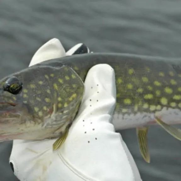 Northern pike caught on Fishbrain