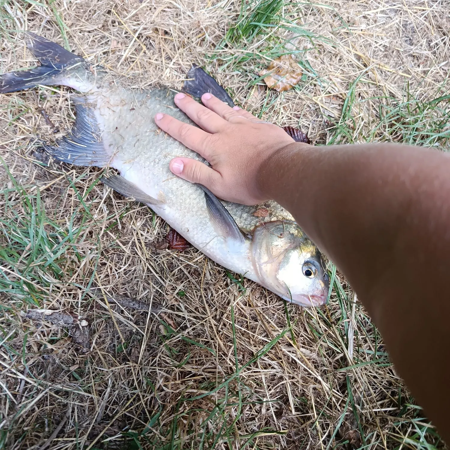 The most recent Prussian carp catches on Fishbrain