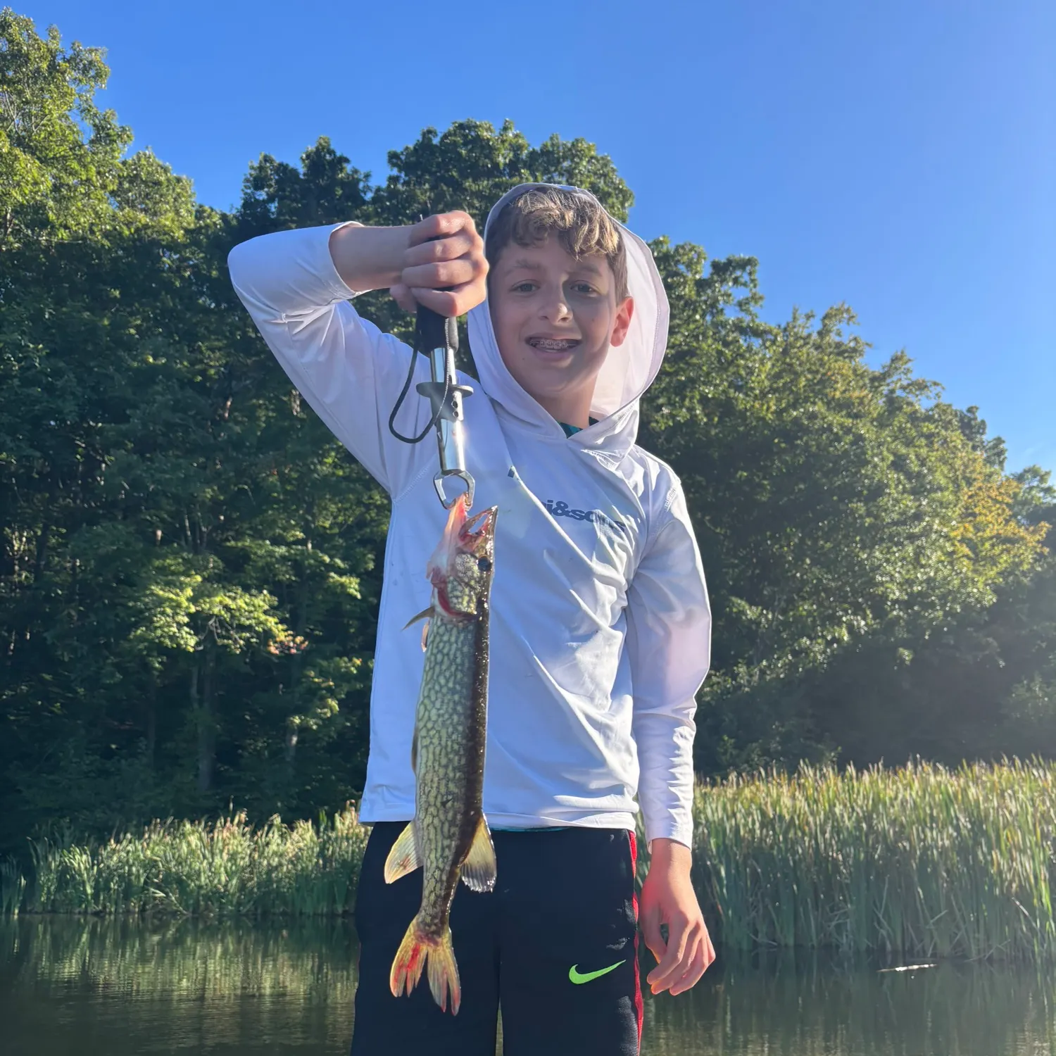 Chain pickerel caught on Fishbrain