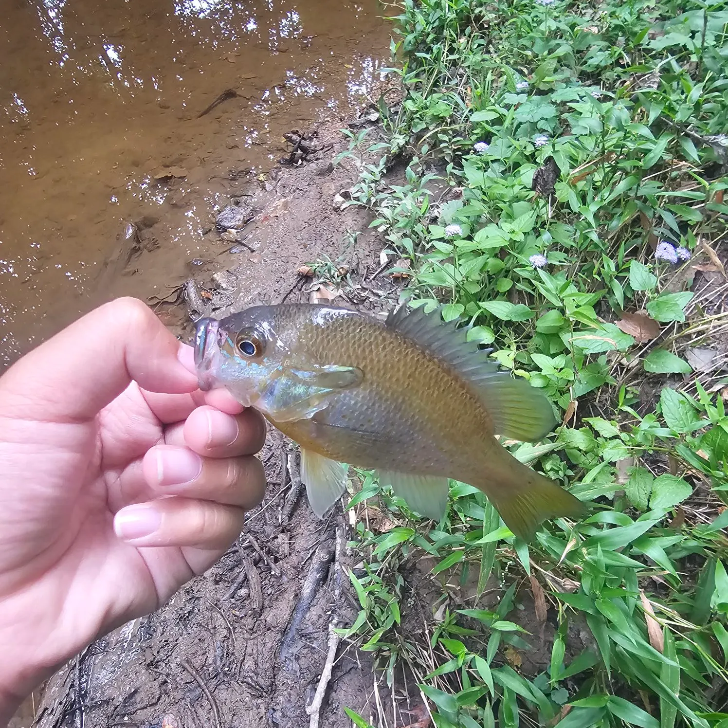 Redbreast sunfish caught on Fishbrain