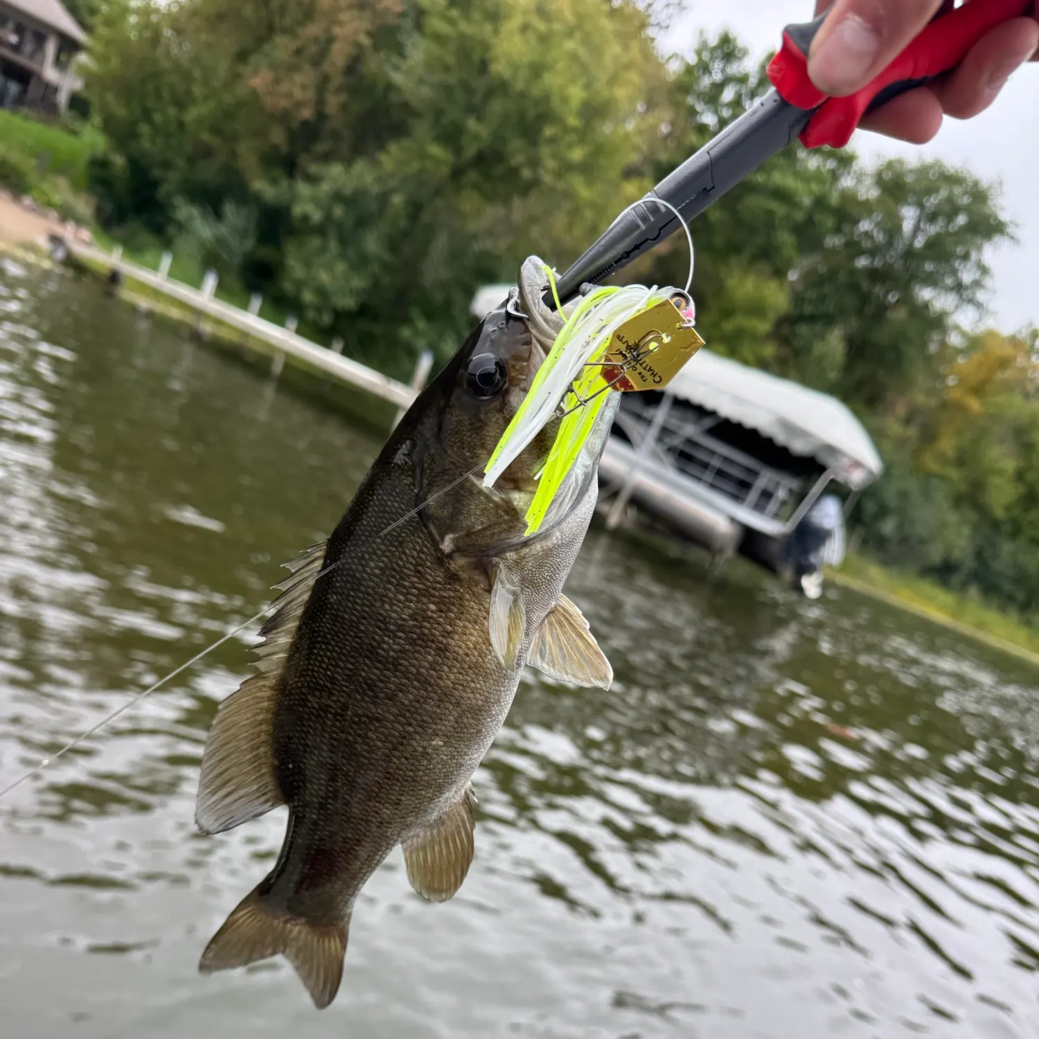 Smallmouth bass caught on Fishbrain