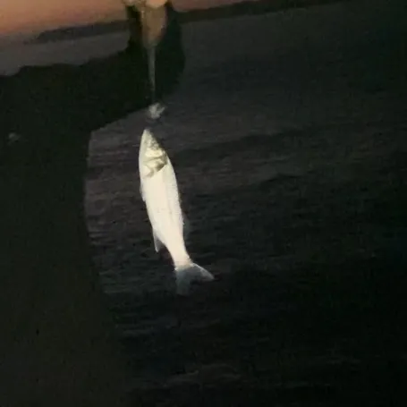 The most recent Allis shad catches on Fishbrain