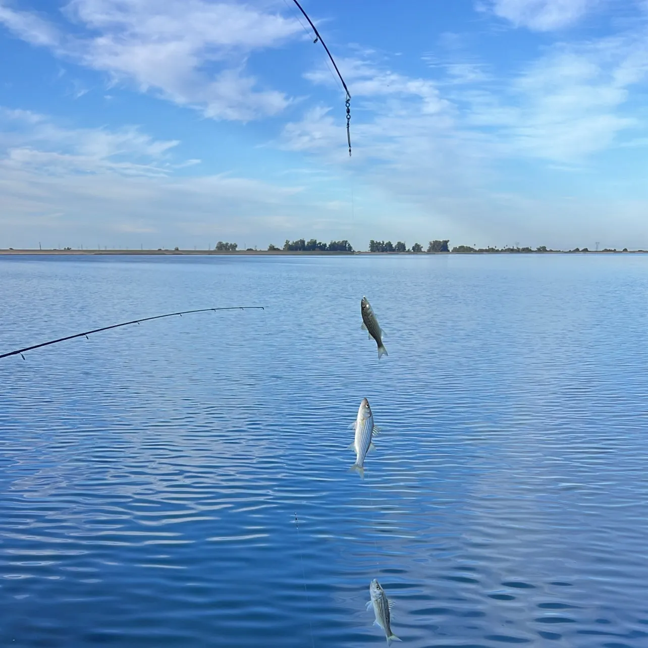 Striped bass caught on Fishbrain