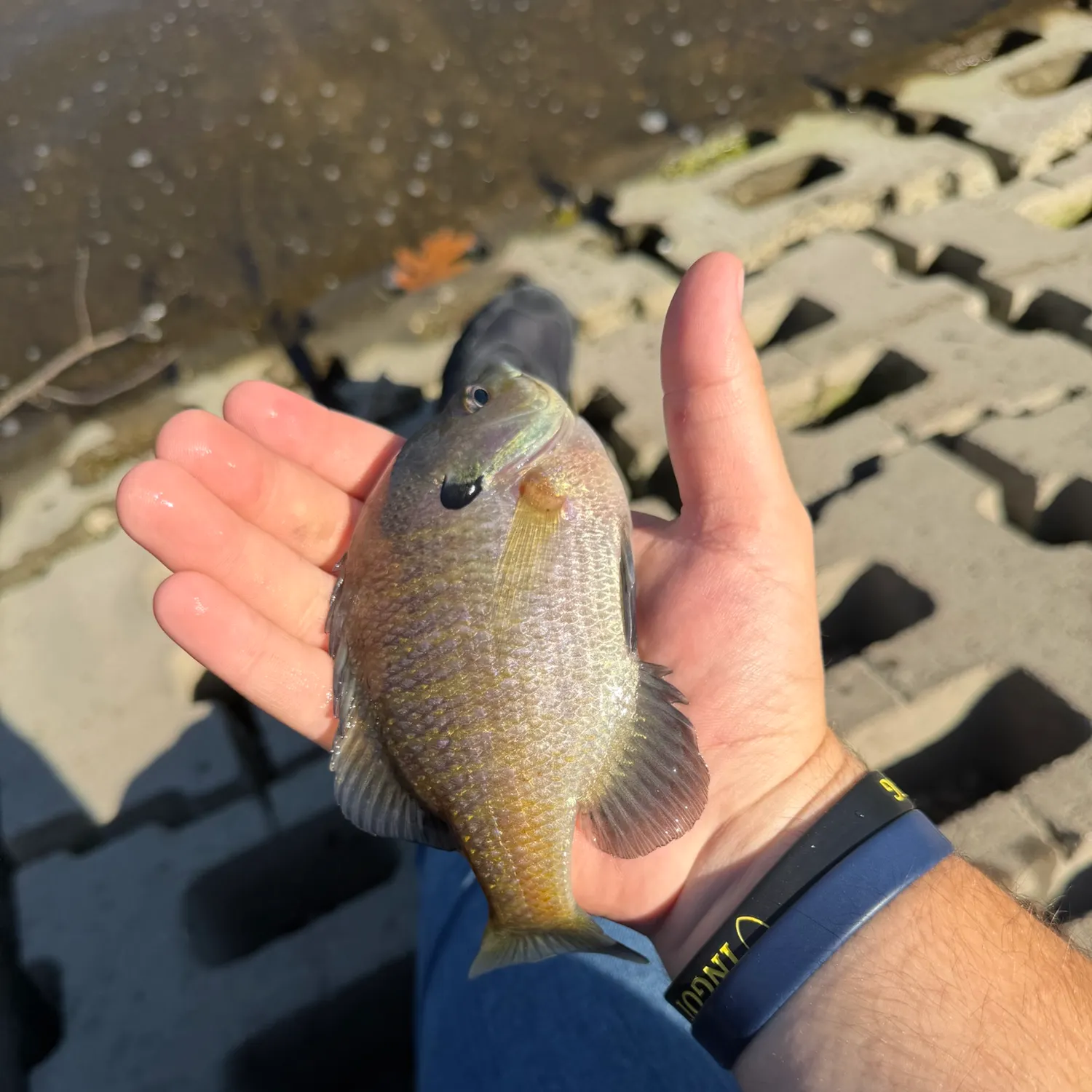Bluegill caught on Fishbrain