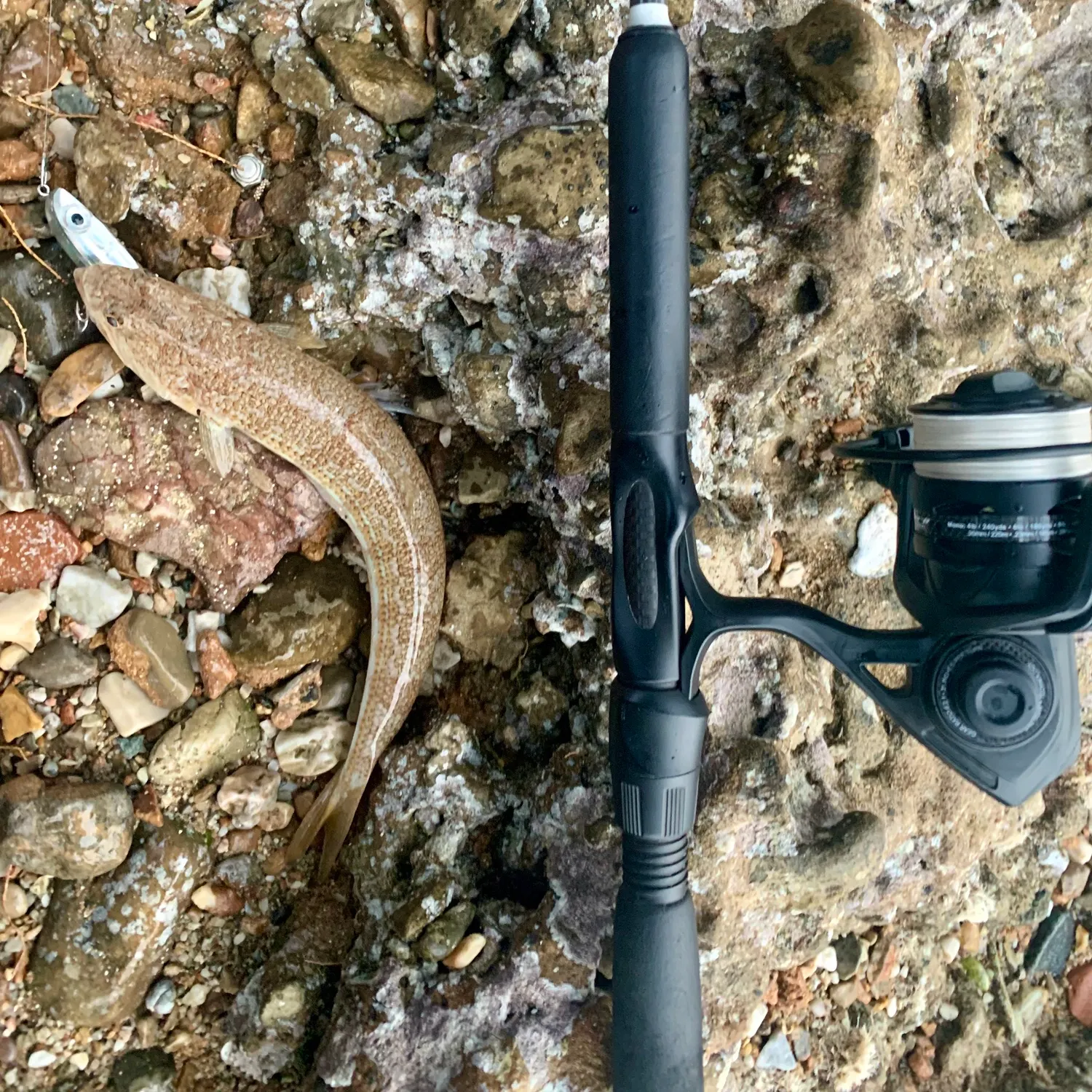 The most recent Atlantic lizardfish catches on Fishbrain