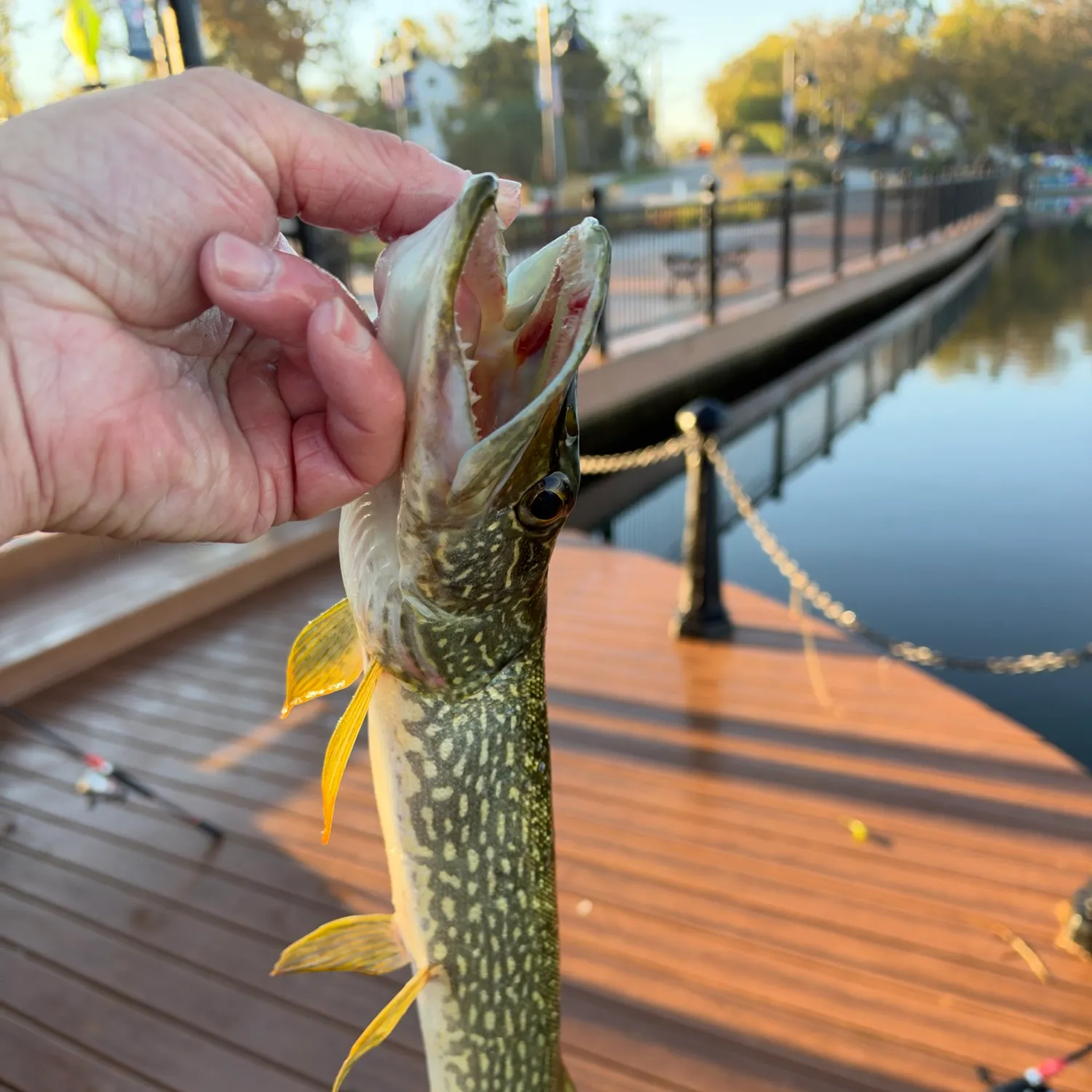catch