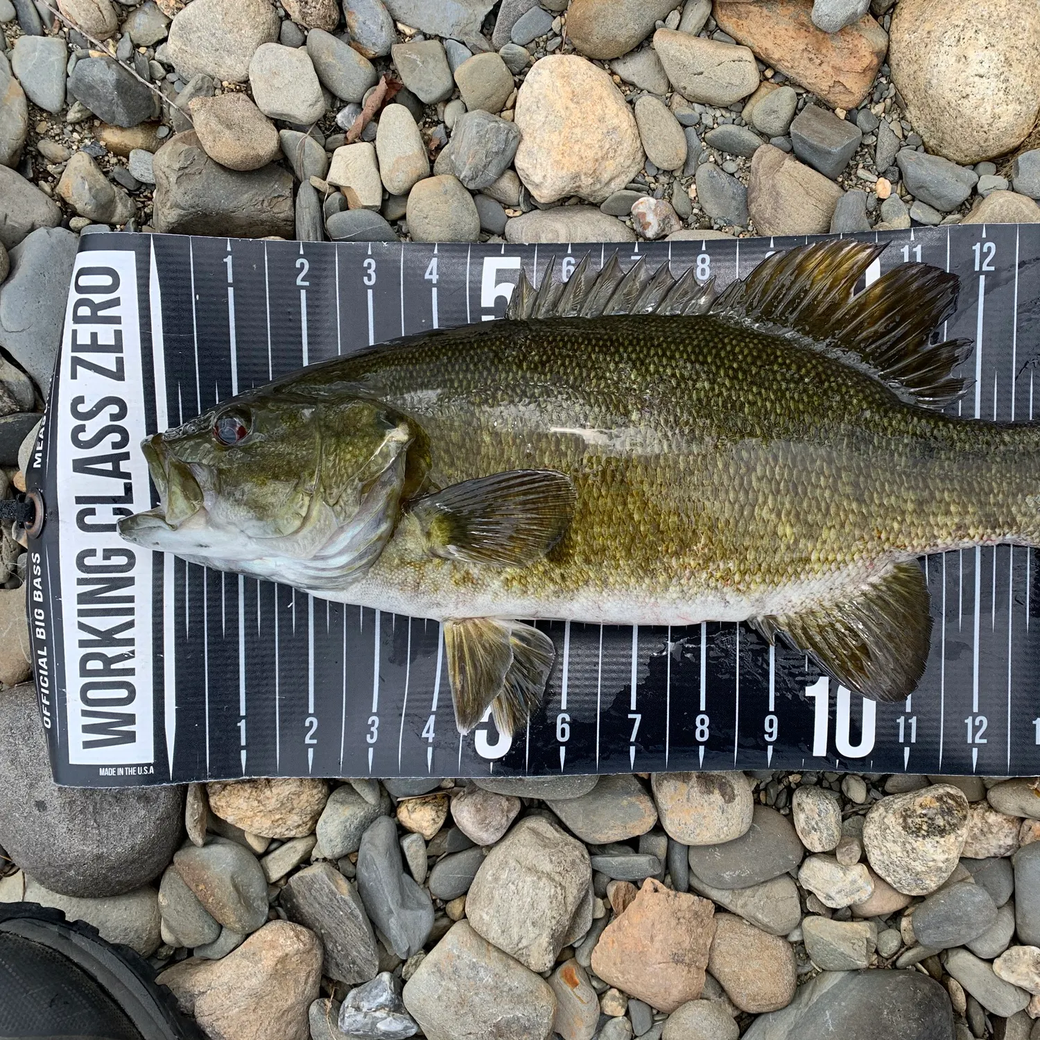 angler catch