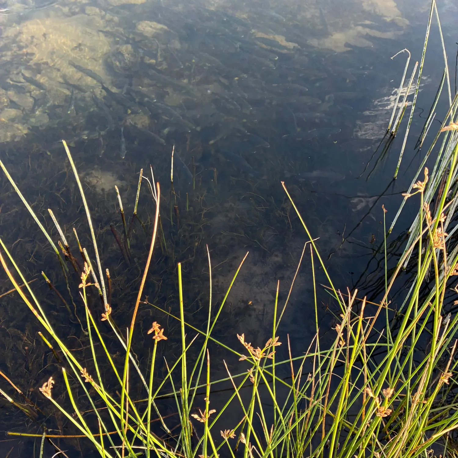 The most recent Apache trout catches on Fishbrain