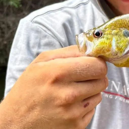 Rock bass caught on Fishbrain