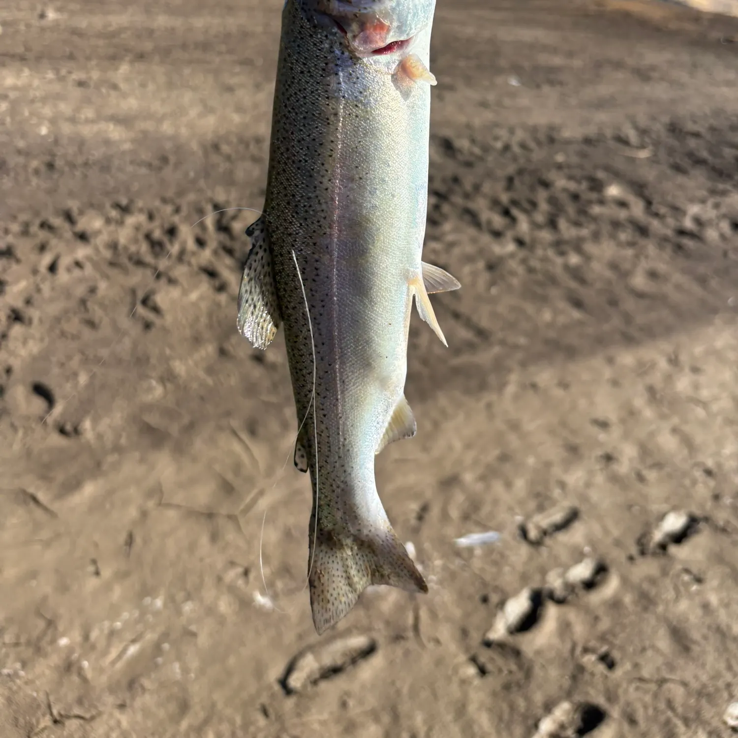 Rainbow trout caught on Fishbrain