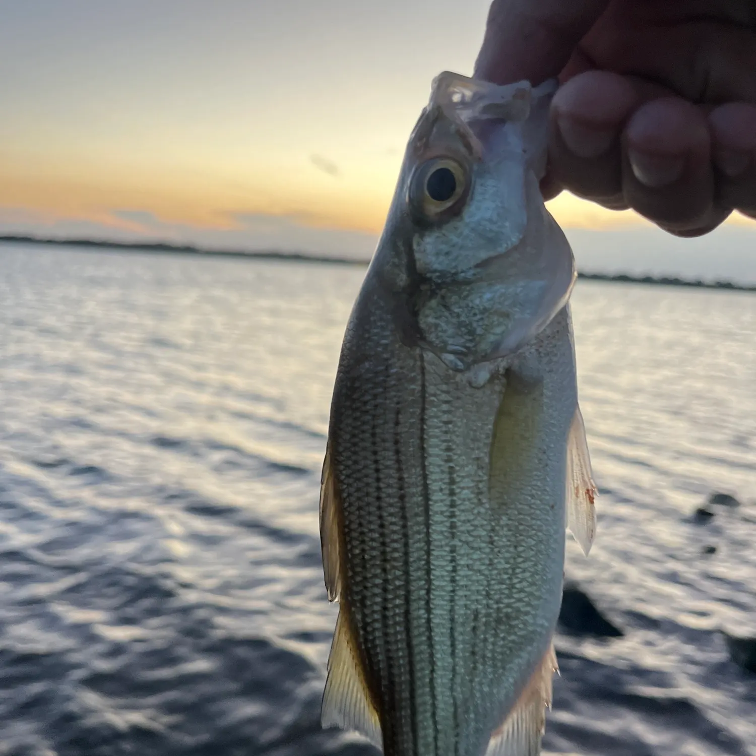 White bass caught on Fishbrain