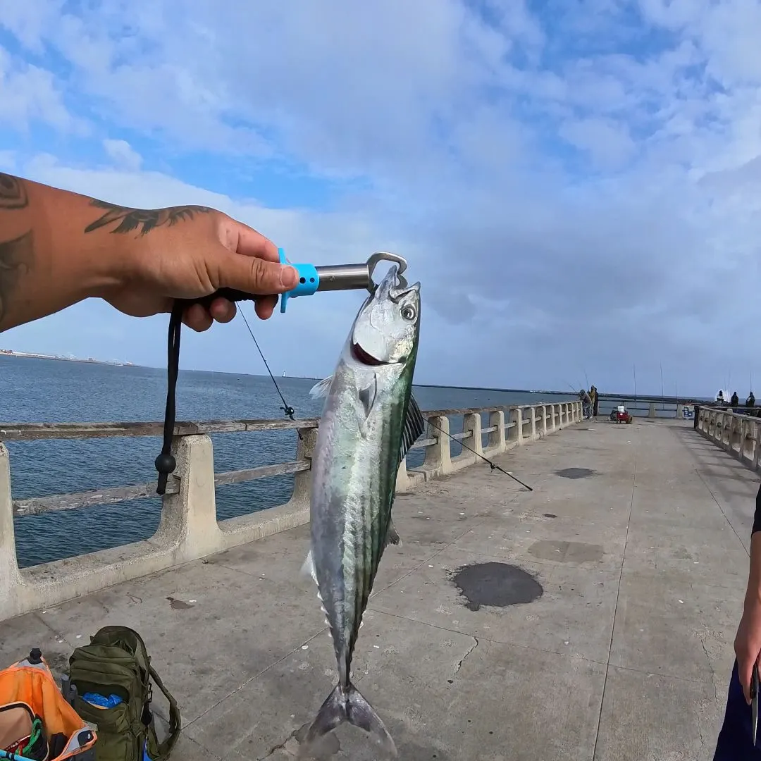 The most recent Pacific bonito catches on Fishbrain