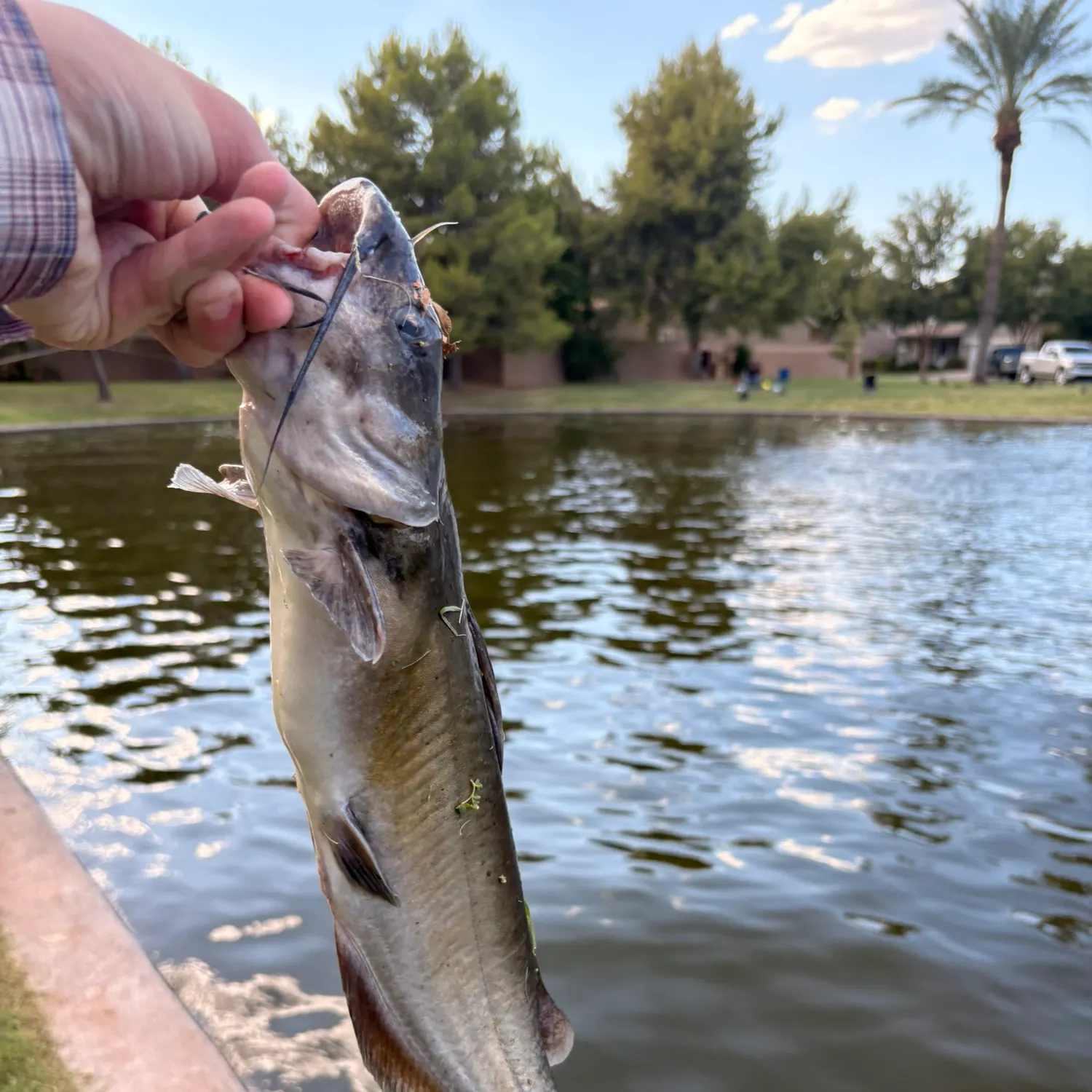 catch
