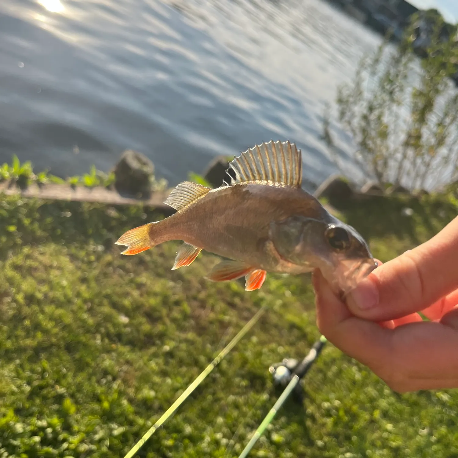 European perch caught on Fishbrain