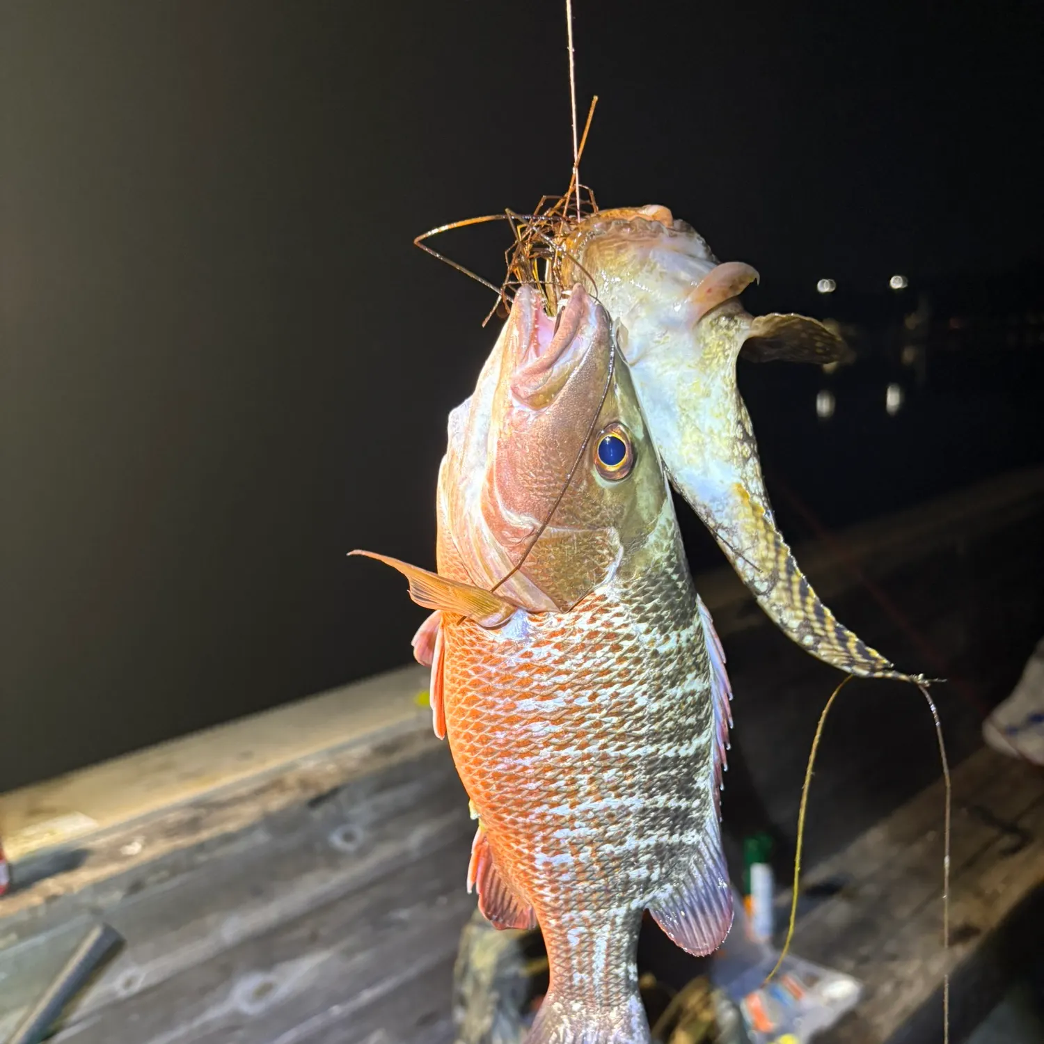 Mangrove snapper caught on Fishbrain