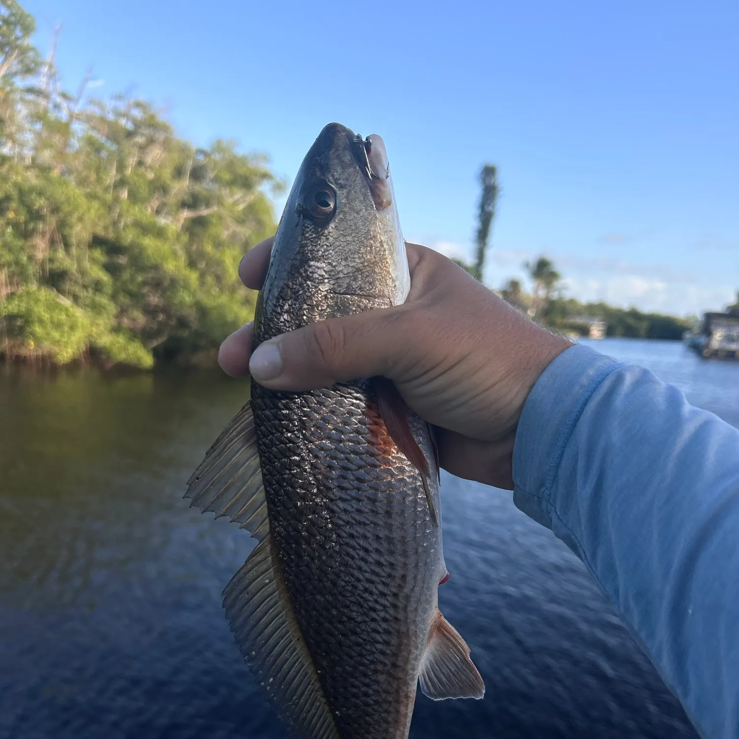 Red drum caught on Fishbrain