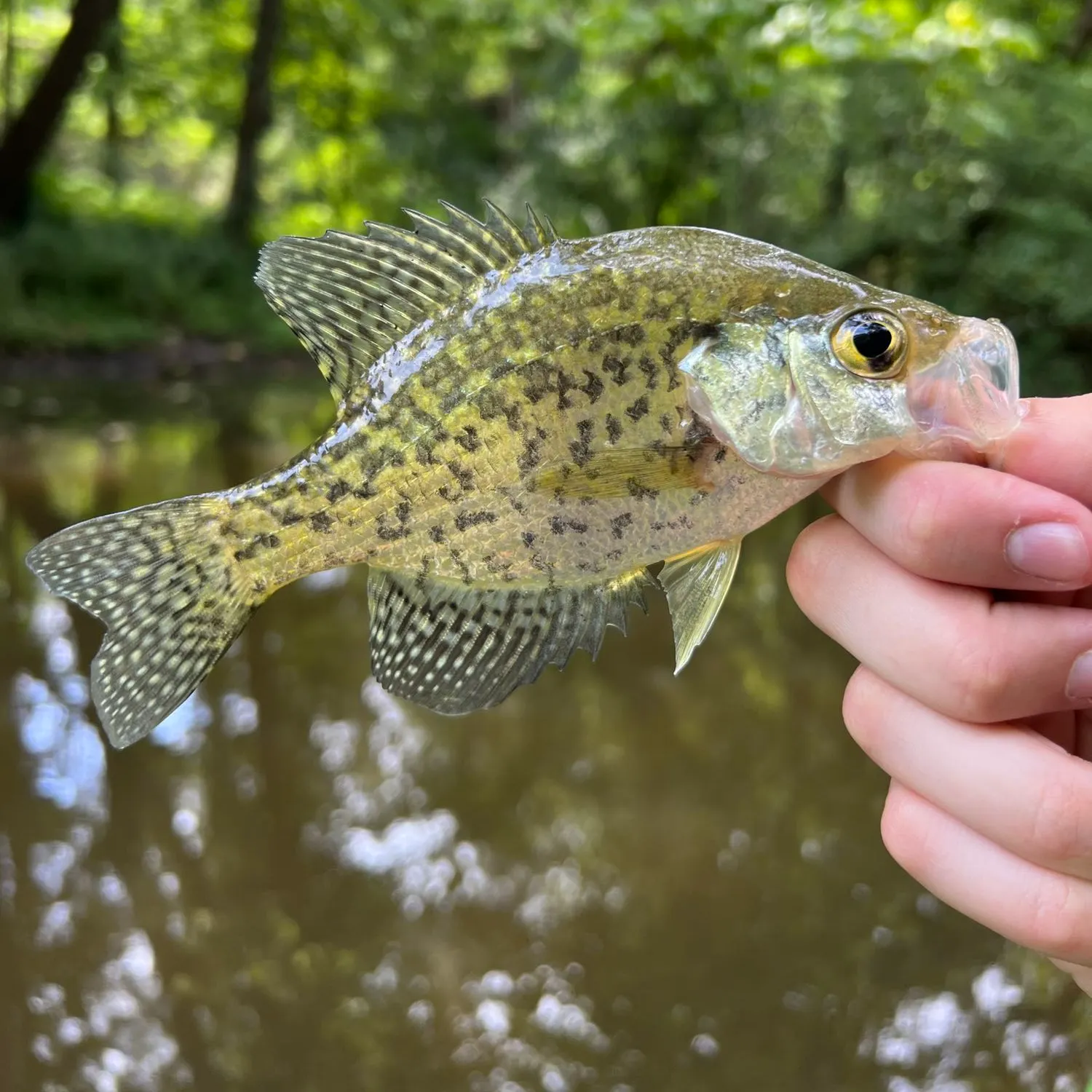 angler catch