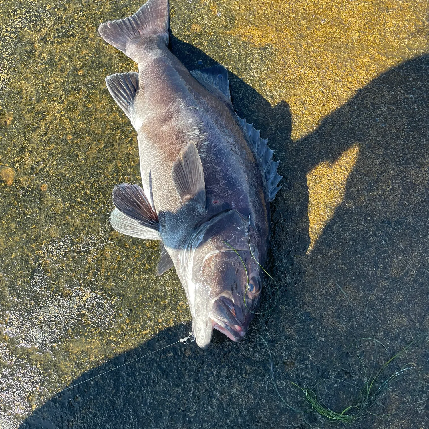 The most recent Giant sea bass catches on Fishbrain