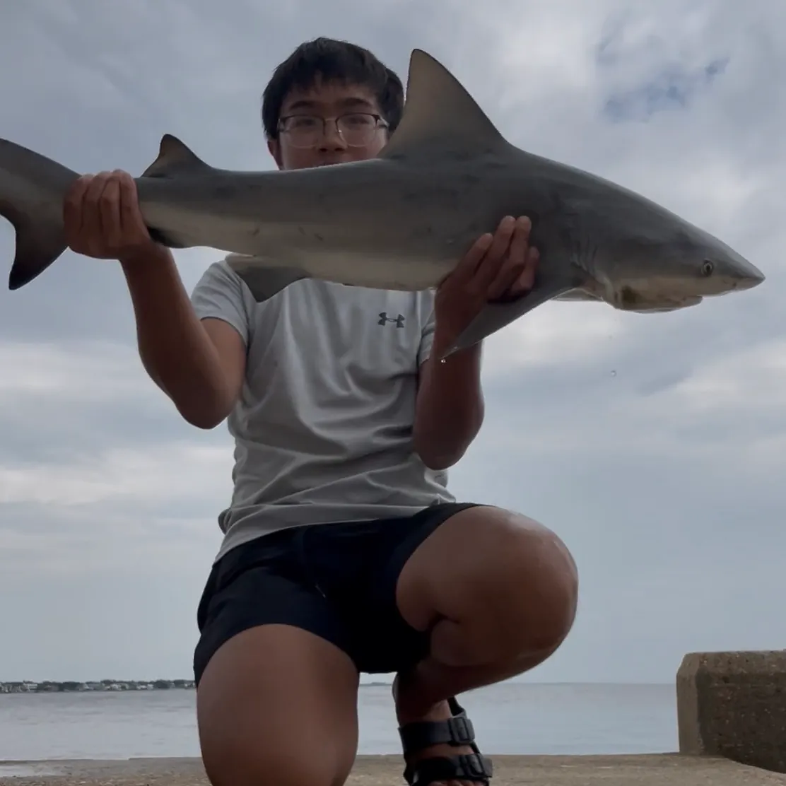 The most recent Bull shark catches on Fishbrain