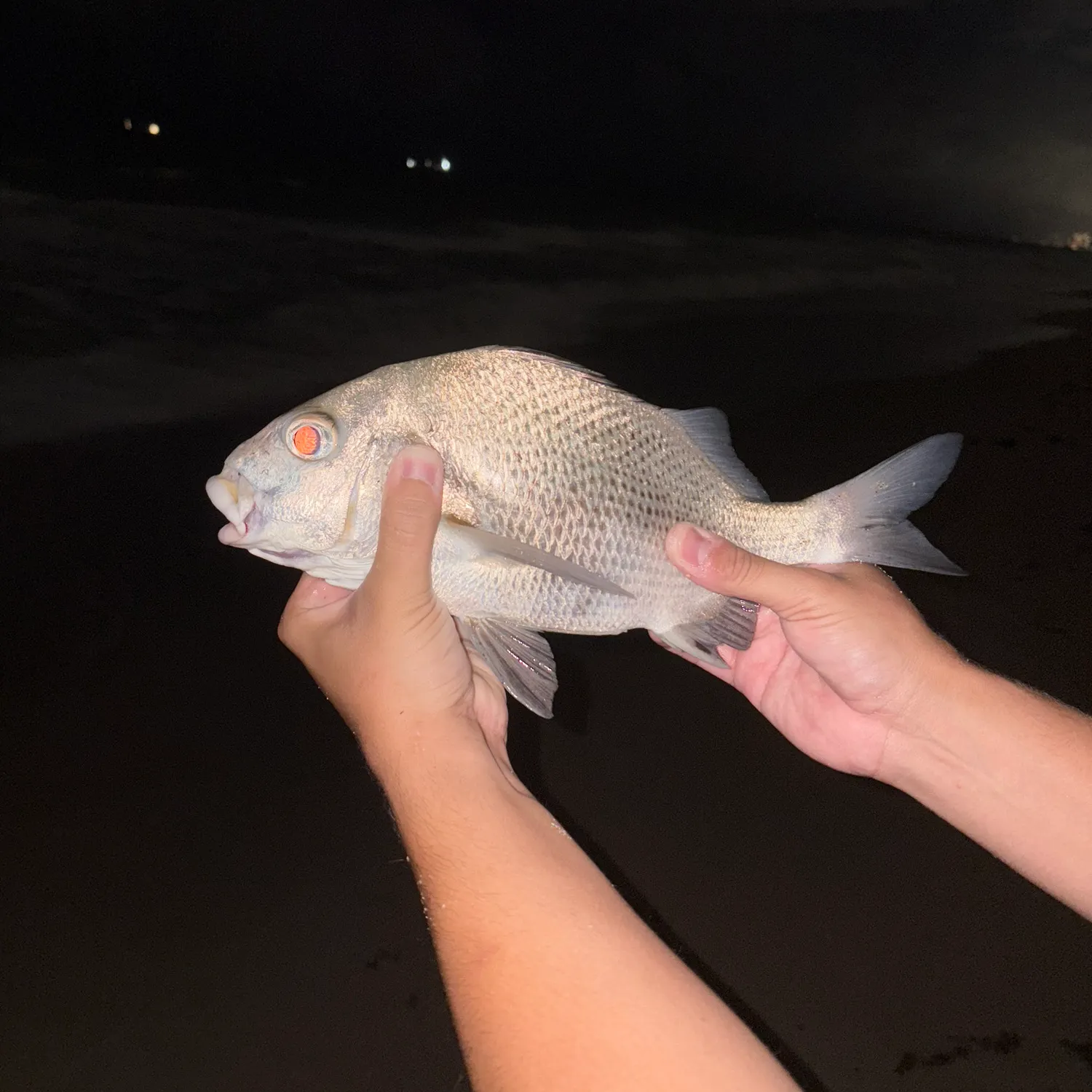 The most recent Black margate catches on Fishbrain