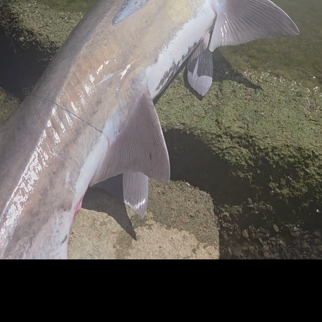 Paddlefish caught on Fishbrain