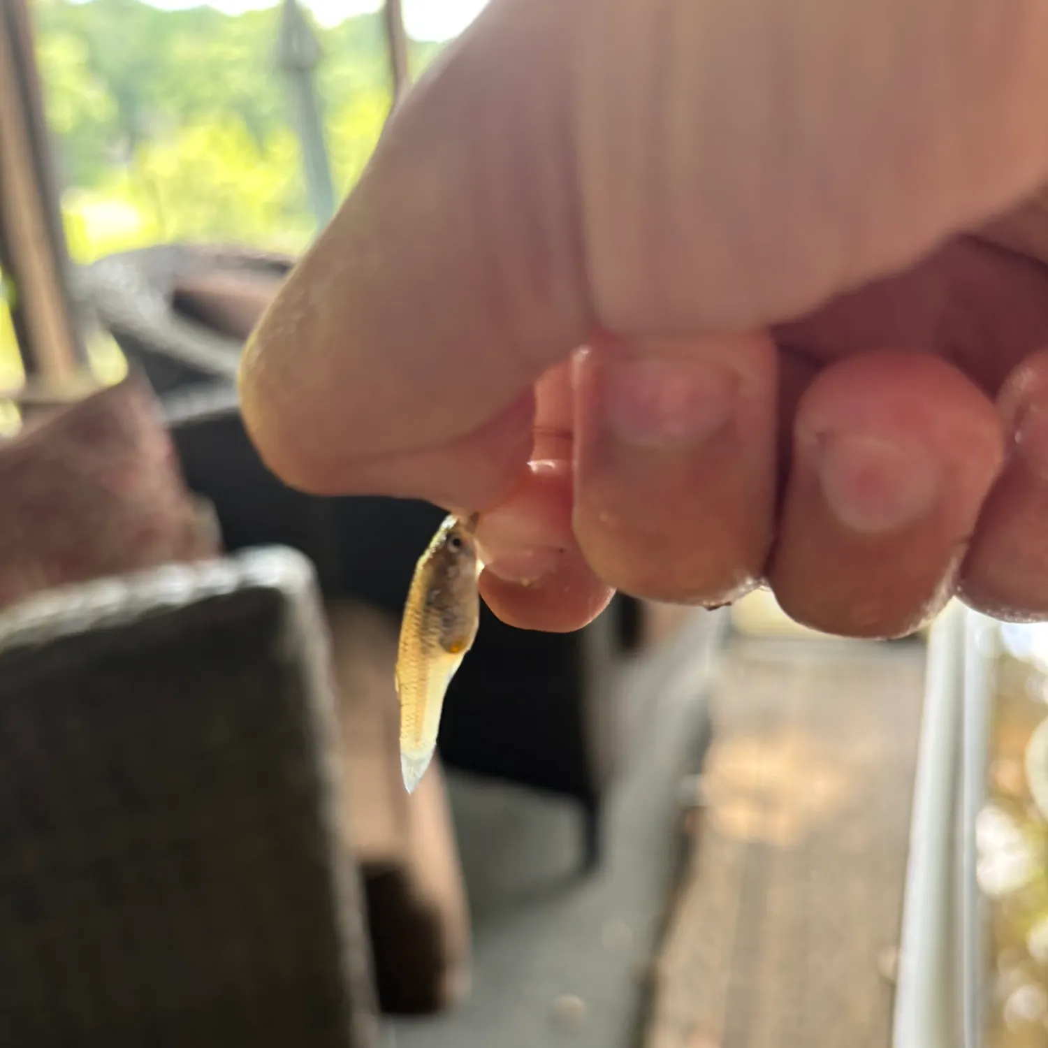 The most recent Eastern silvery minnow catches on Fishbrain